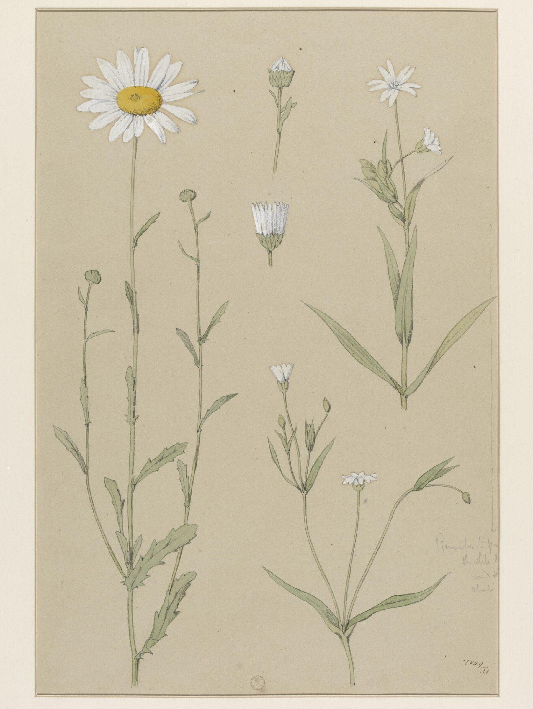 Plant Form, Frederick Edward Hulme, 1868