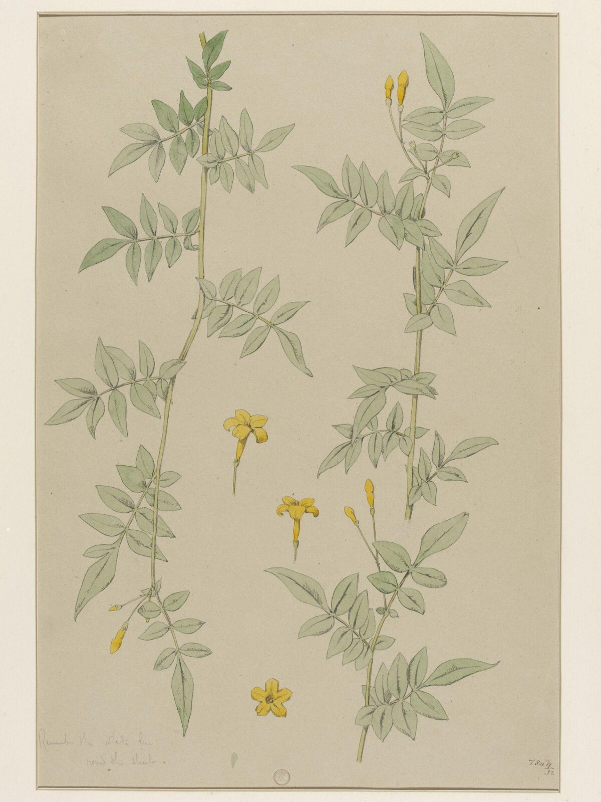 Plant Form, Frederick Edward Hulme, 1868