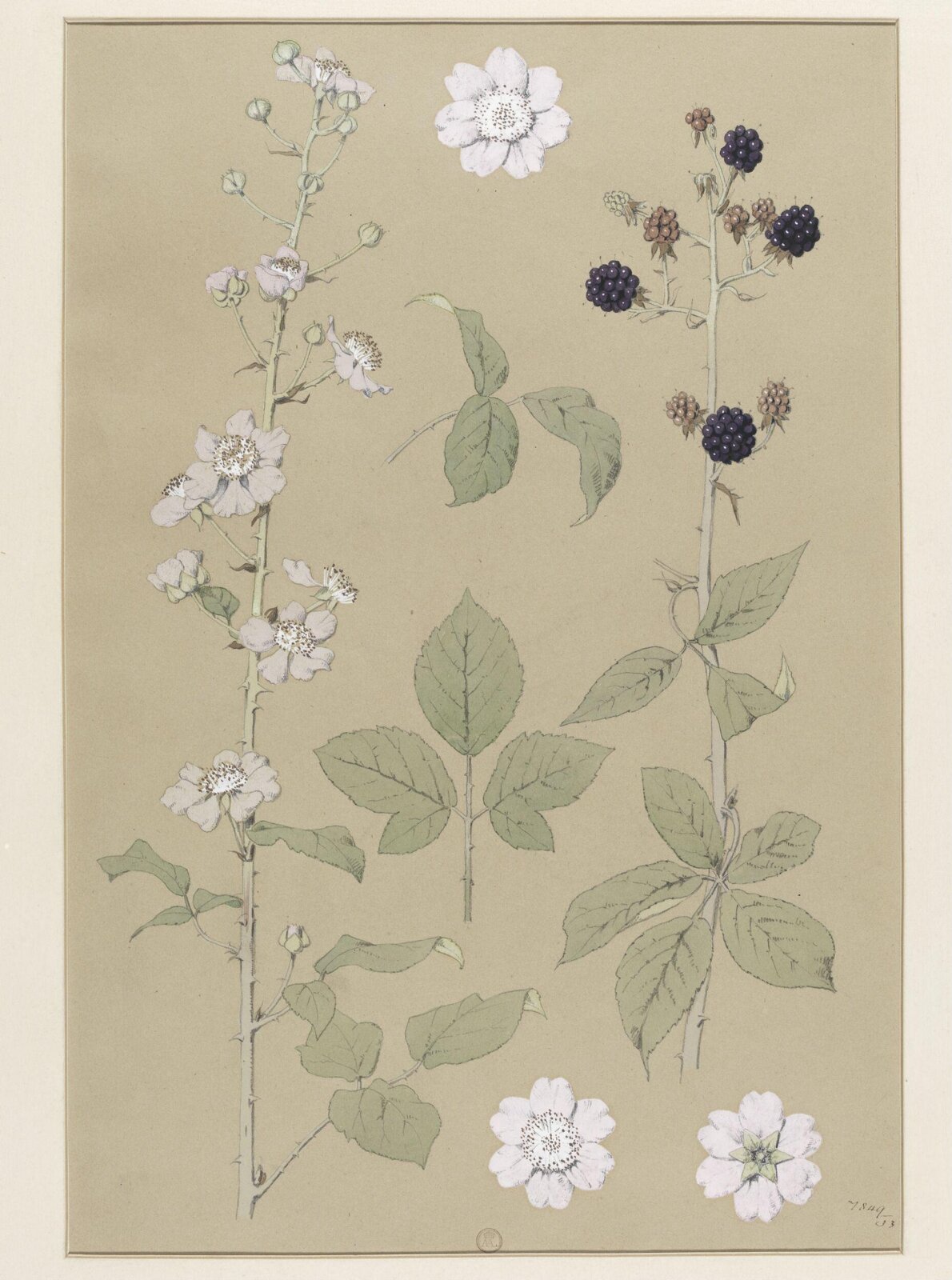 Plant Form, Frederick Edward Hulme, 1868