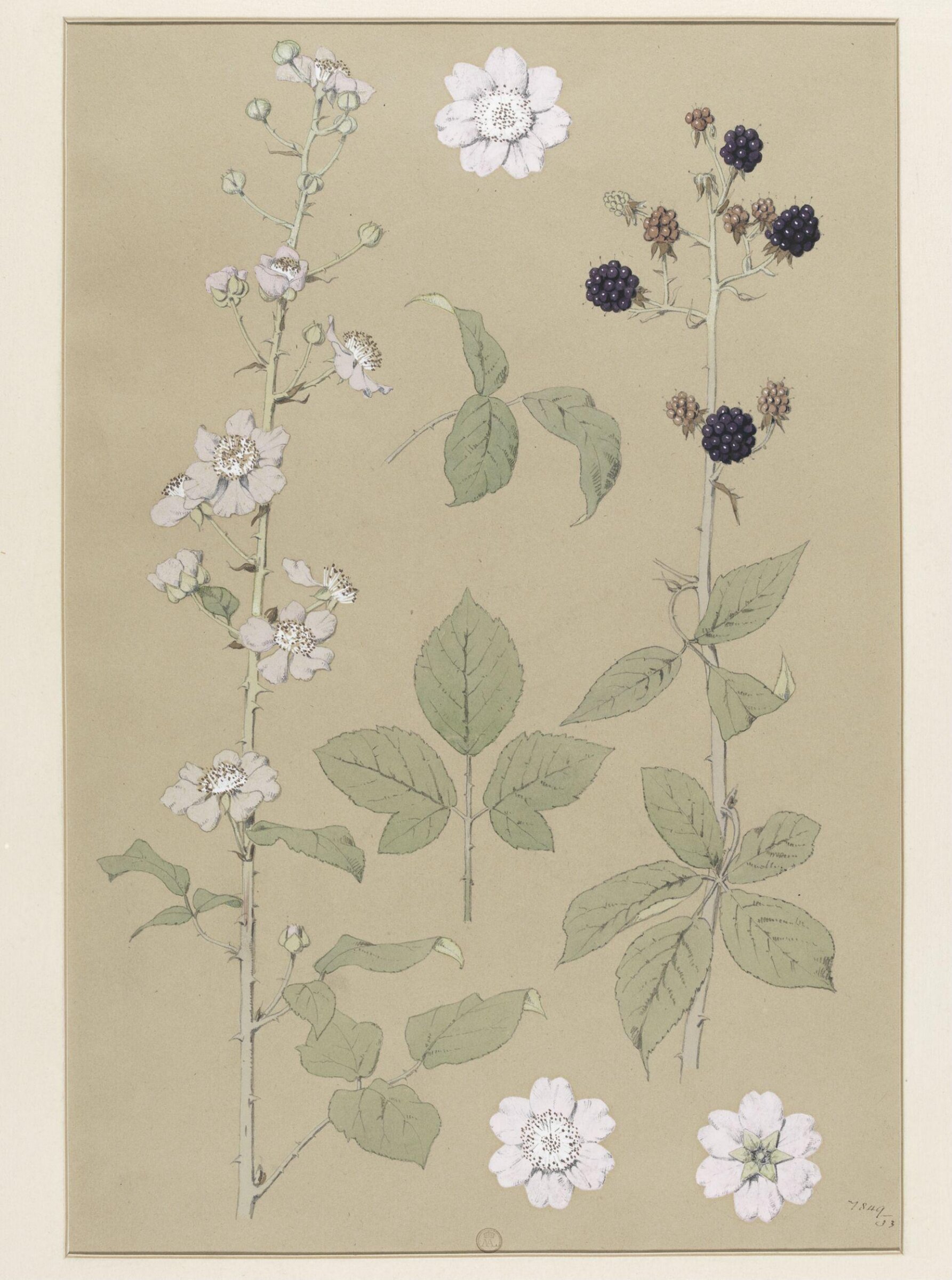 Plant Form, Frederick Edward Hulme, 1868