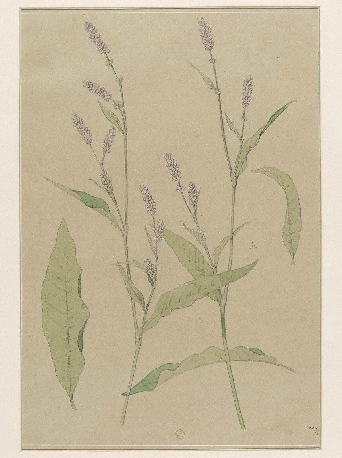 Plant Form, Frederick Edward Hulme, 1868