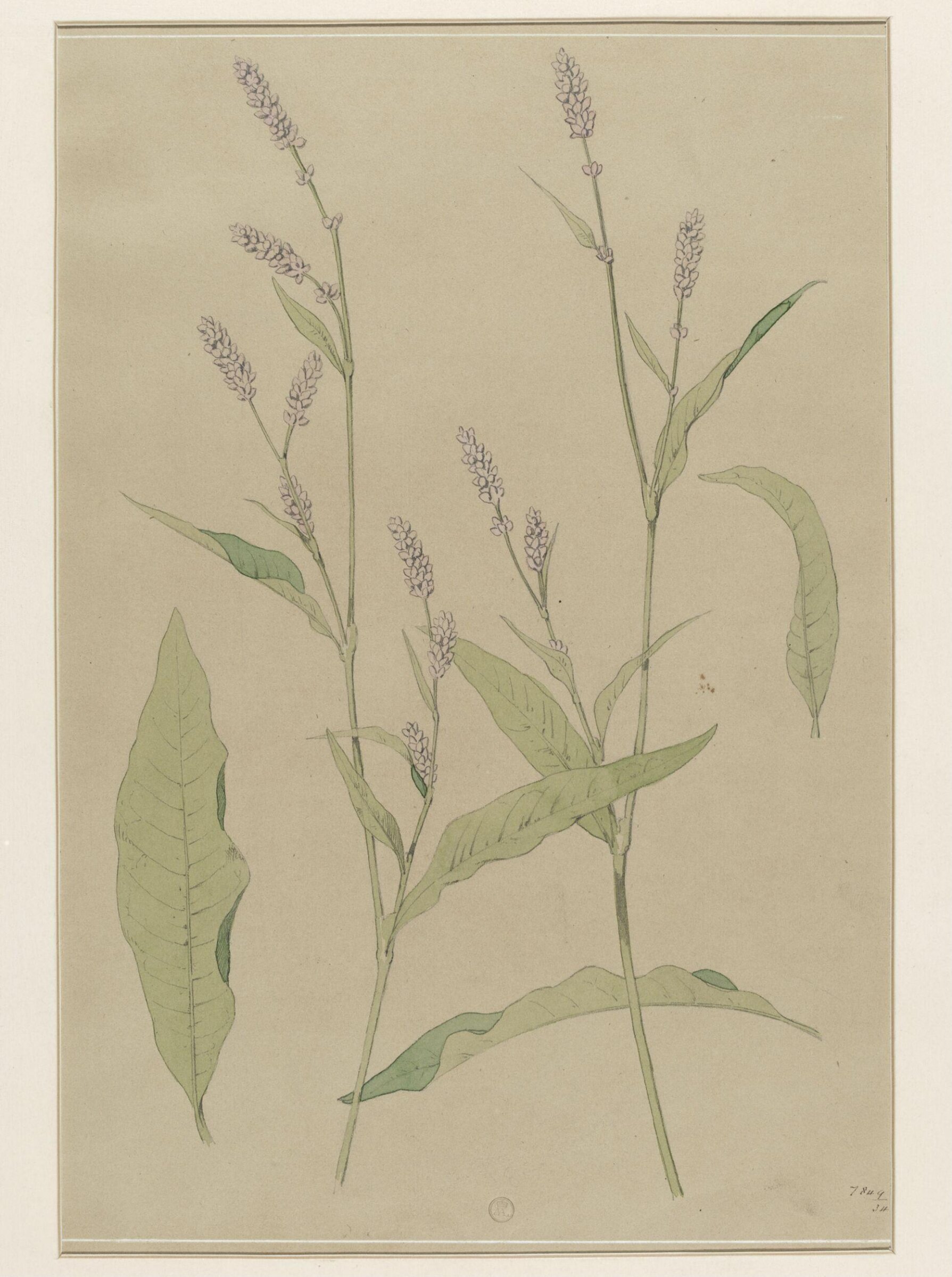 Plant Form, Frederick Edward Hulme, 1868
