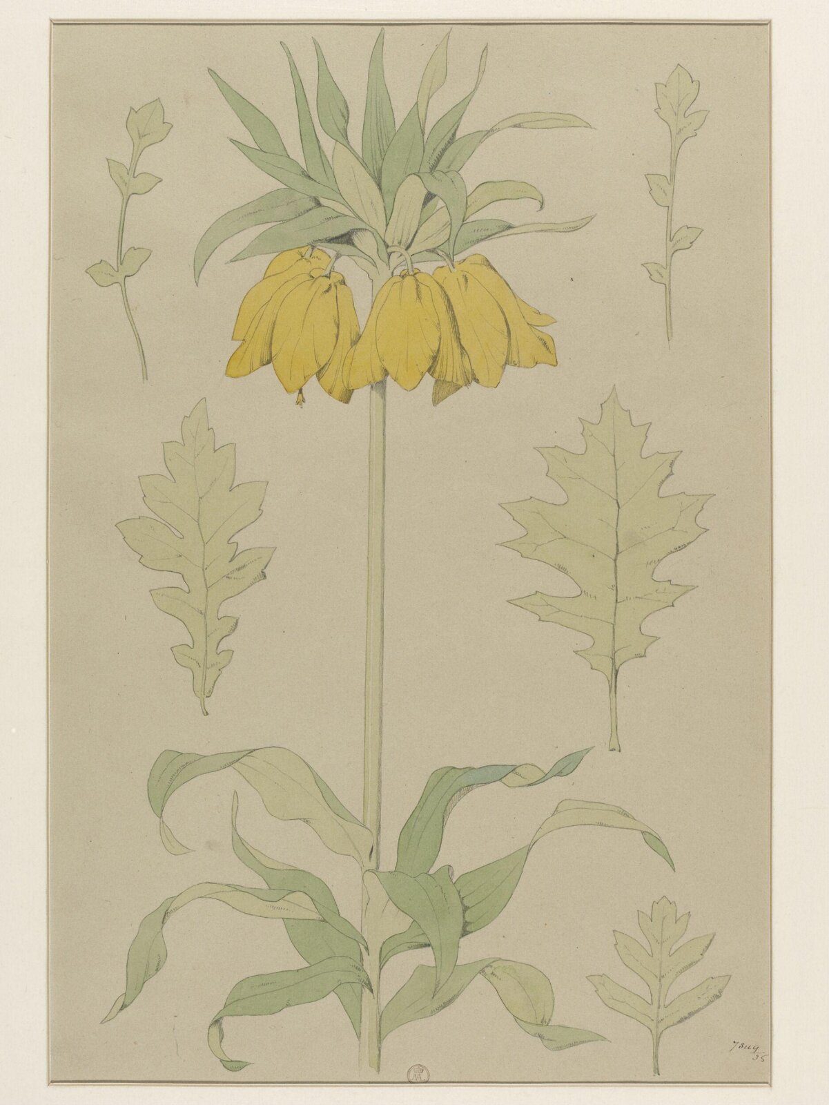 Plant Form, Frederick Edward Hulme, 1868