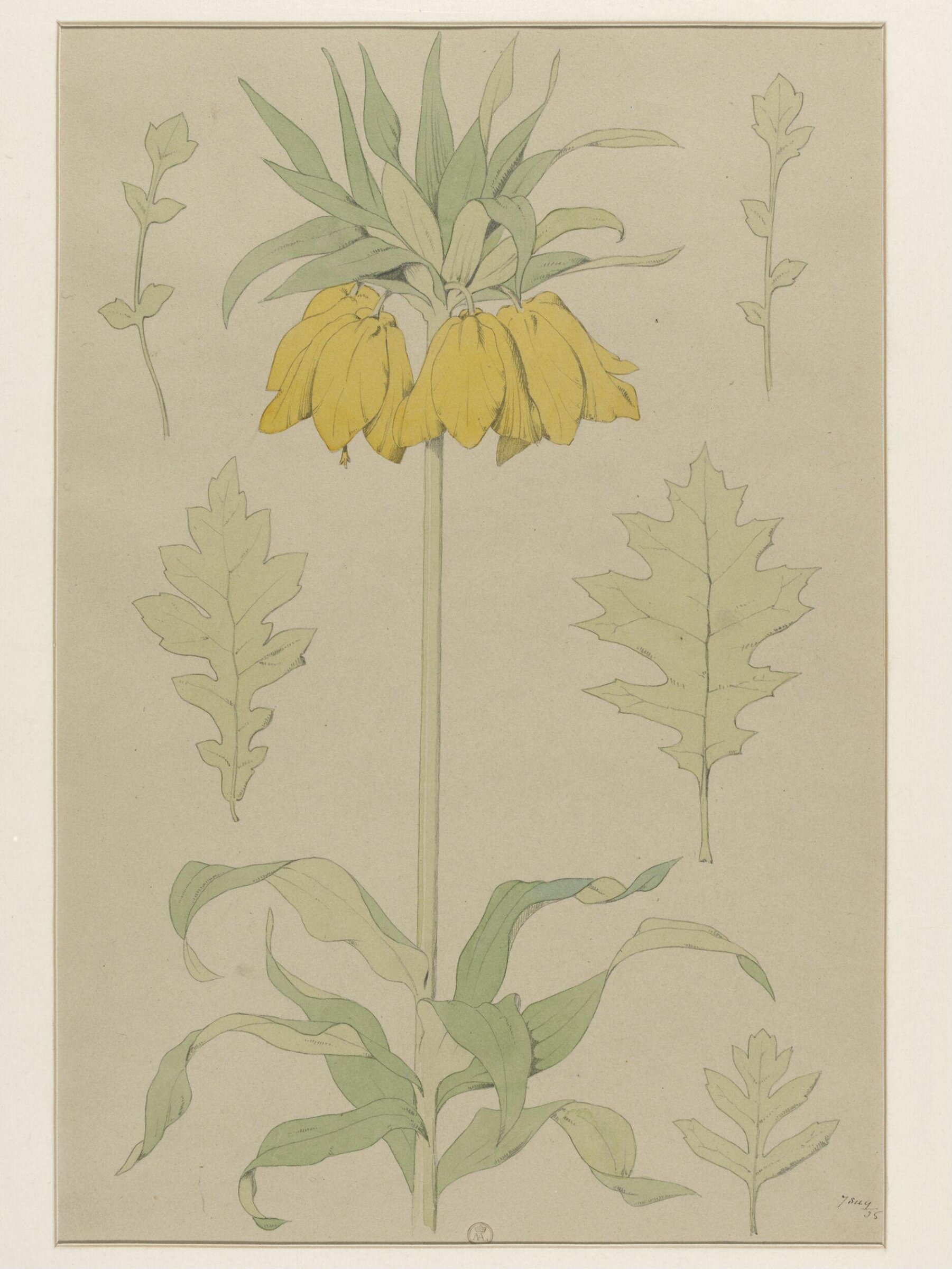 Plant Form, Frederick Edward Hulme, 1868
