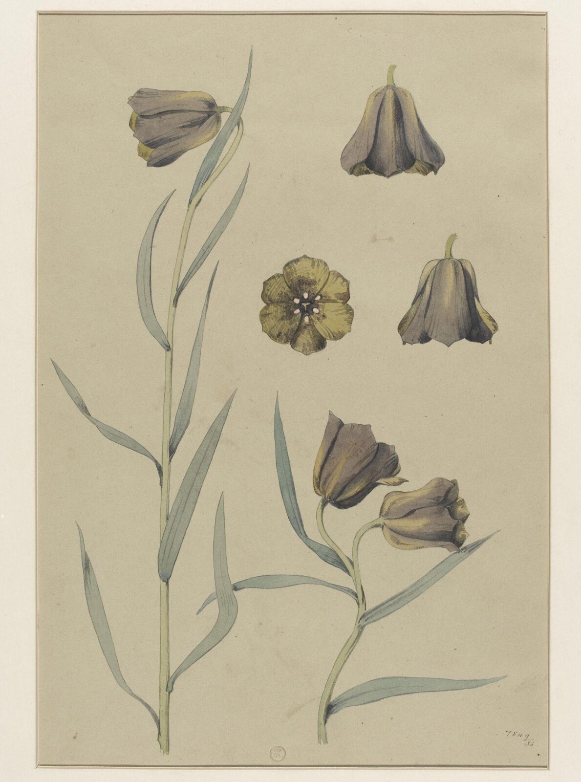 Plant Form, Frederick Edward Hulme, 1868