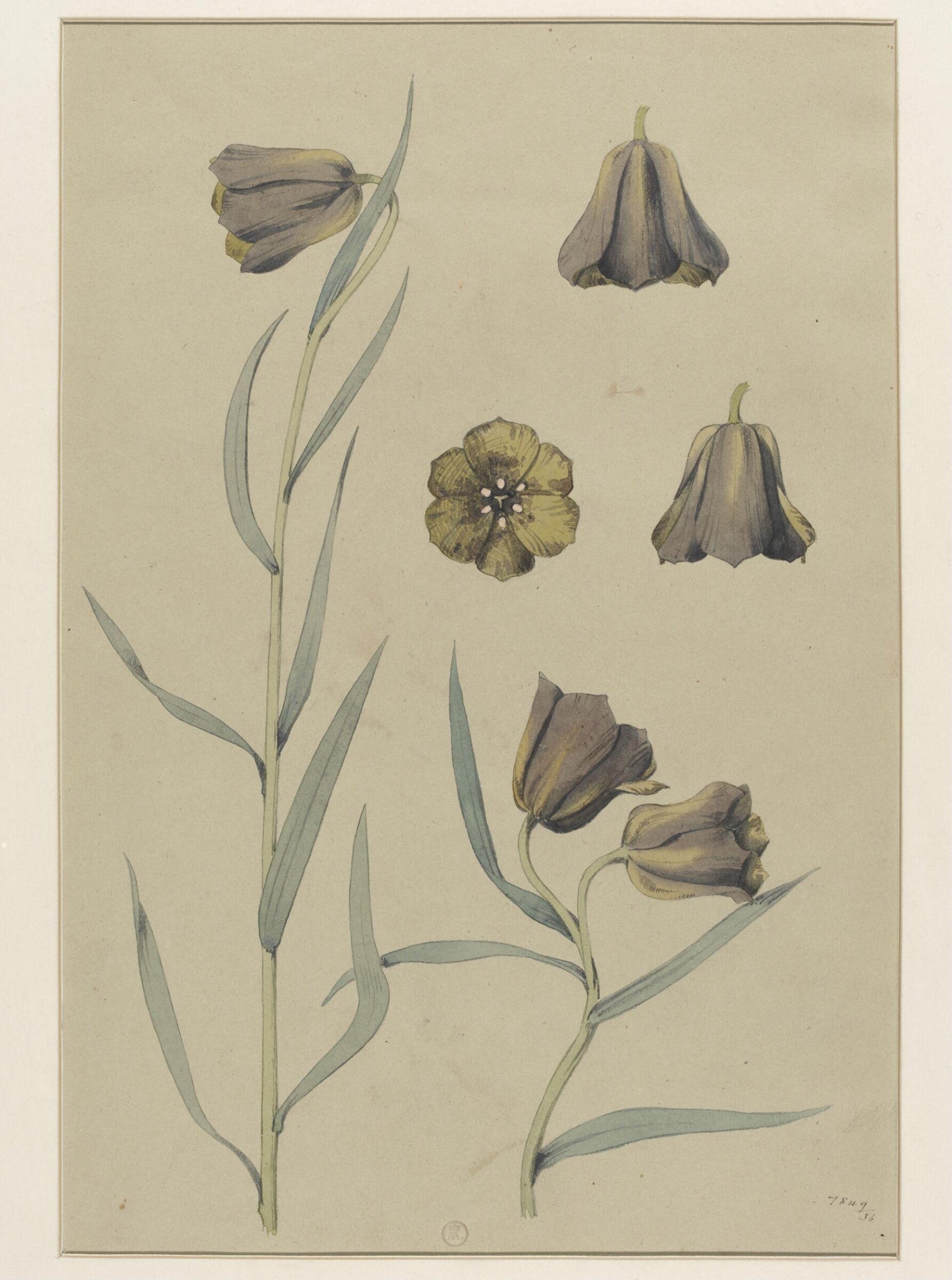 Plant Form, Frederick Edward Hulme, 1868