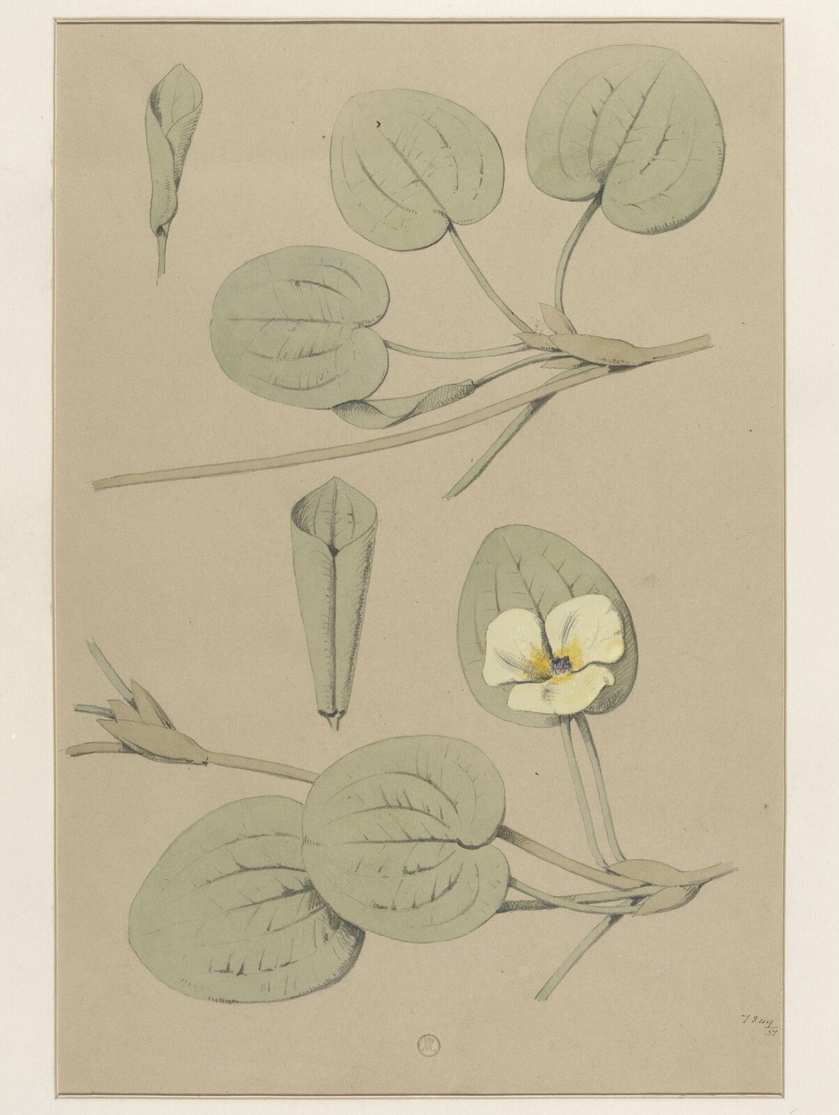 Plant Form, Frederick Edward Hulme, 1868