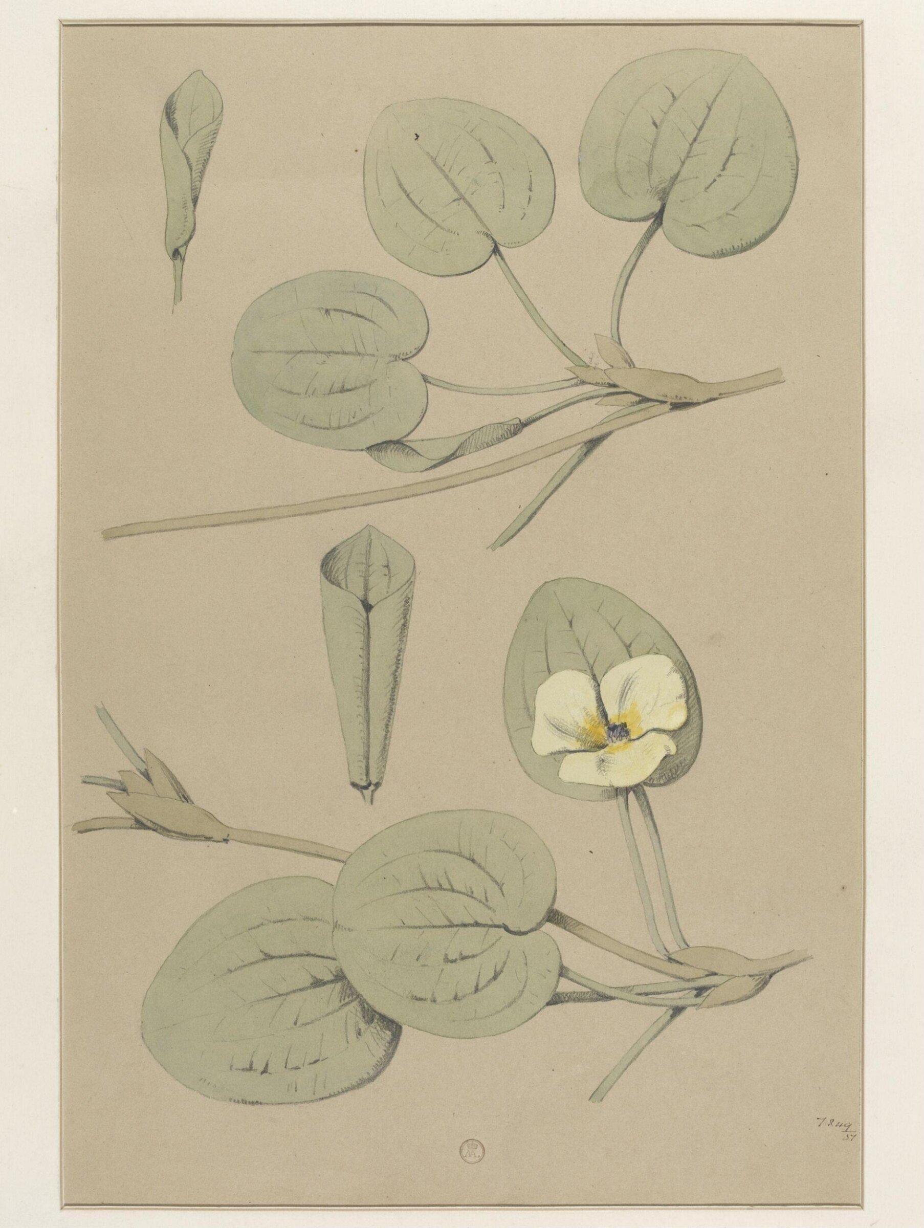 Plant Form, Frederick Edward Hulme, 1868