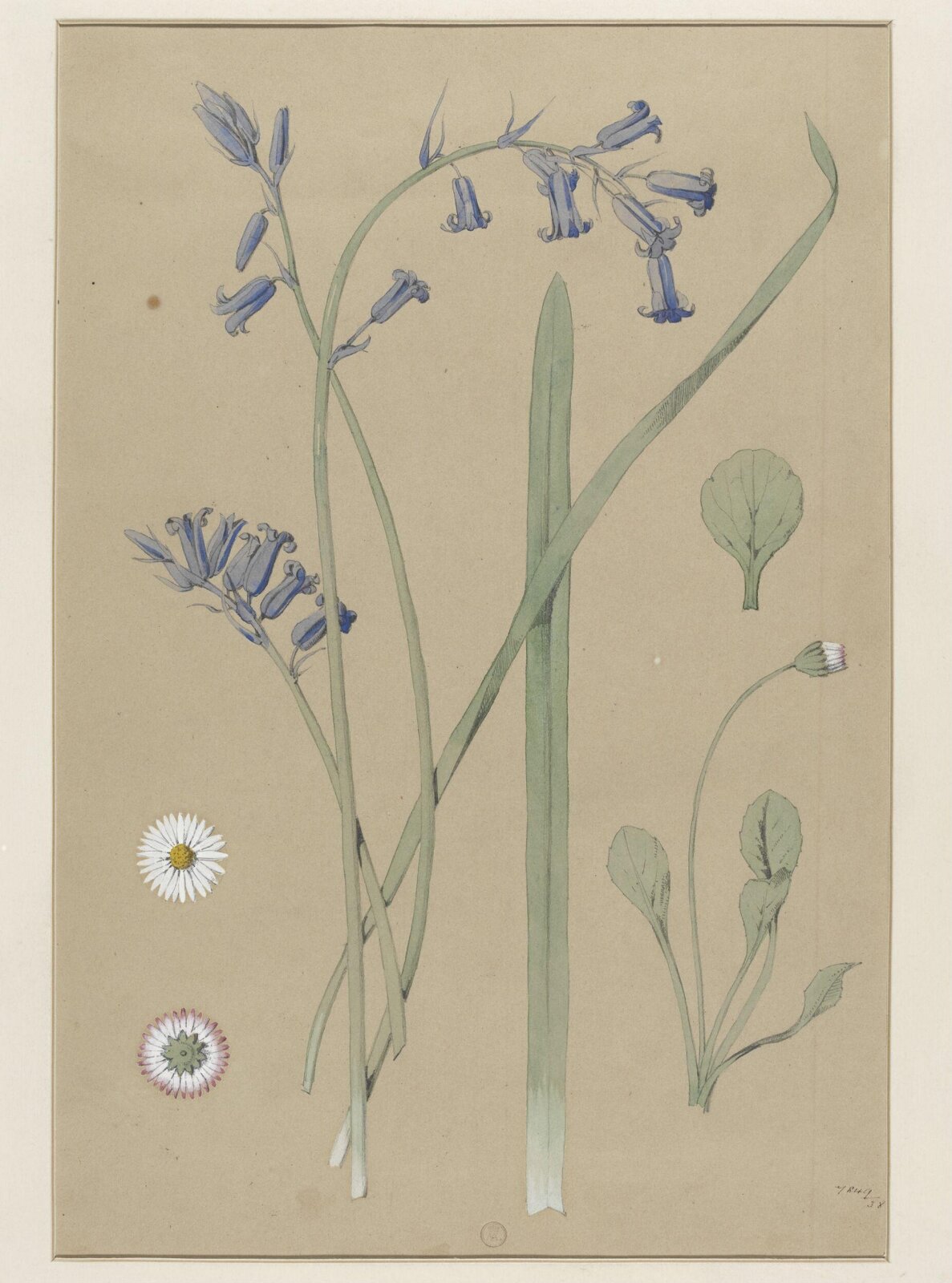 Plant Form, Frederick Edward Hulme, 1868