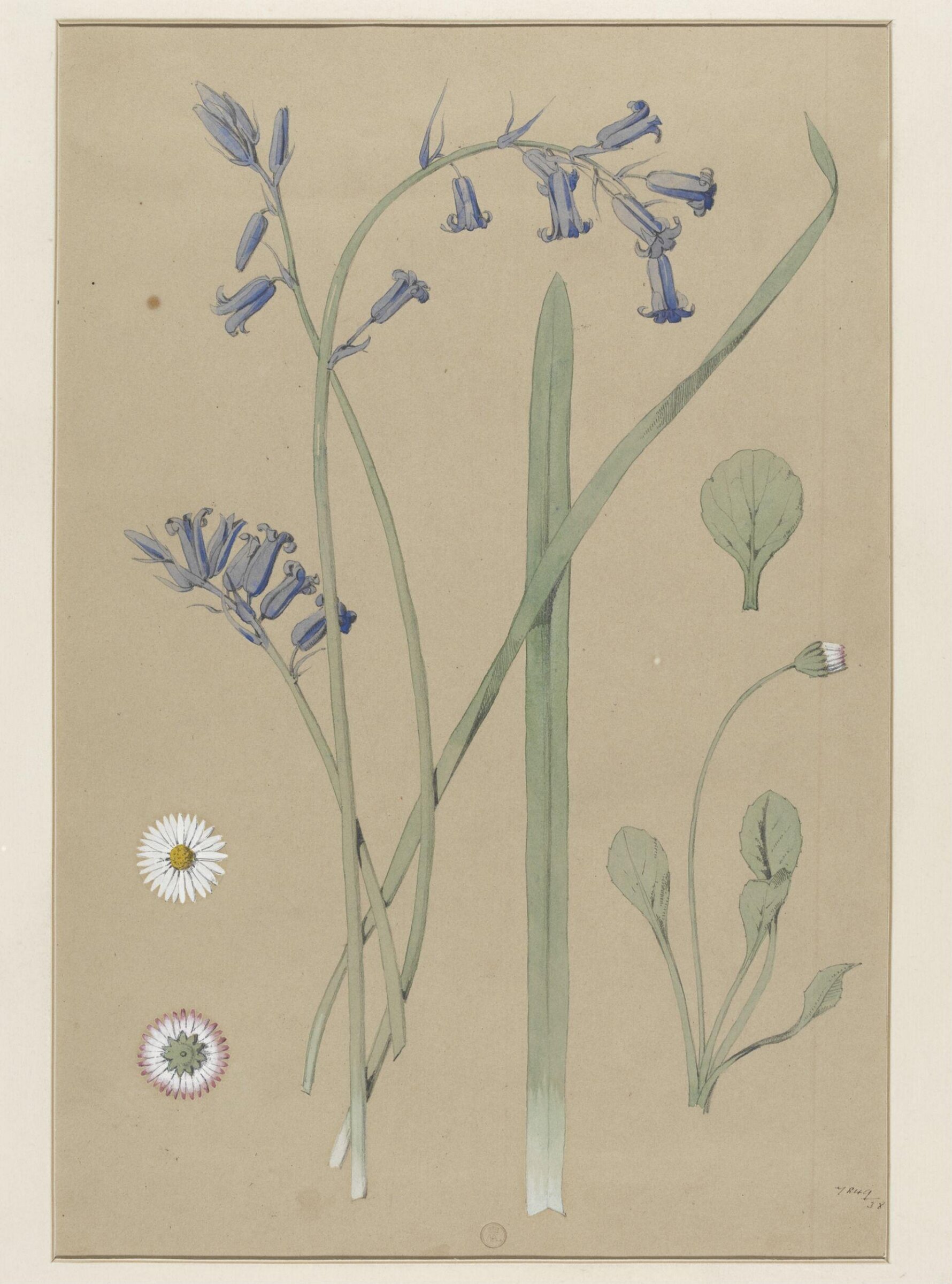 Plant Form, Frederick Edward Hulme, 1868