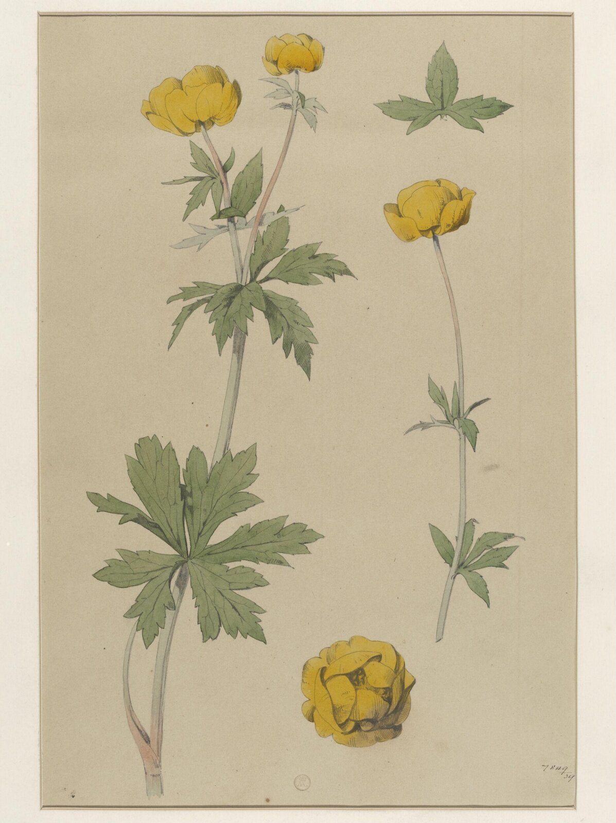 Plant Form, Frederick Edward Hulme, 1868