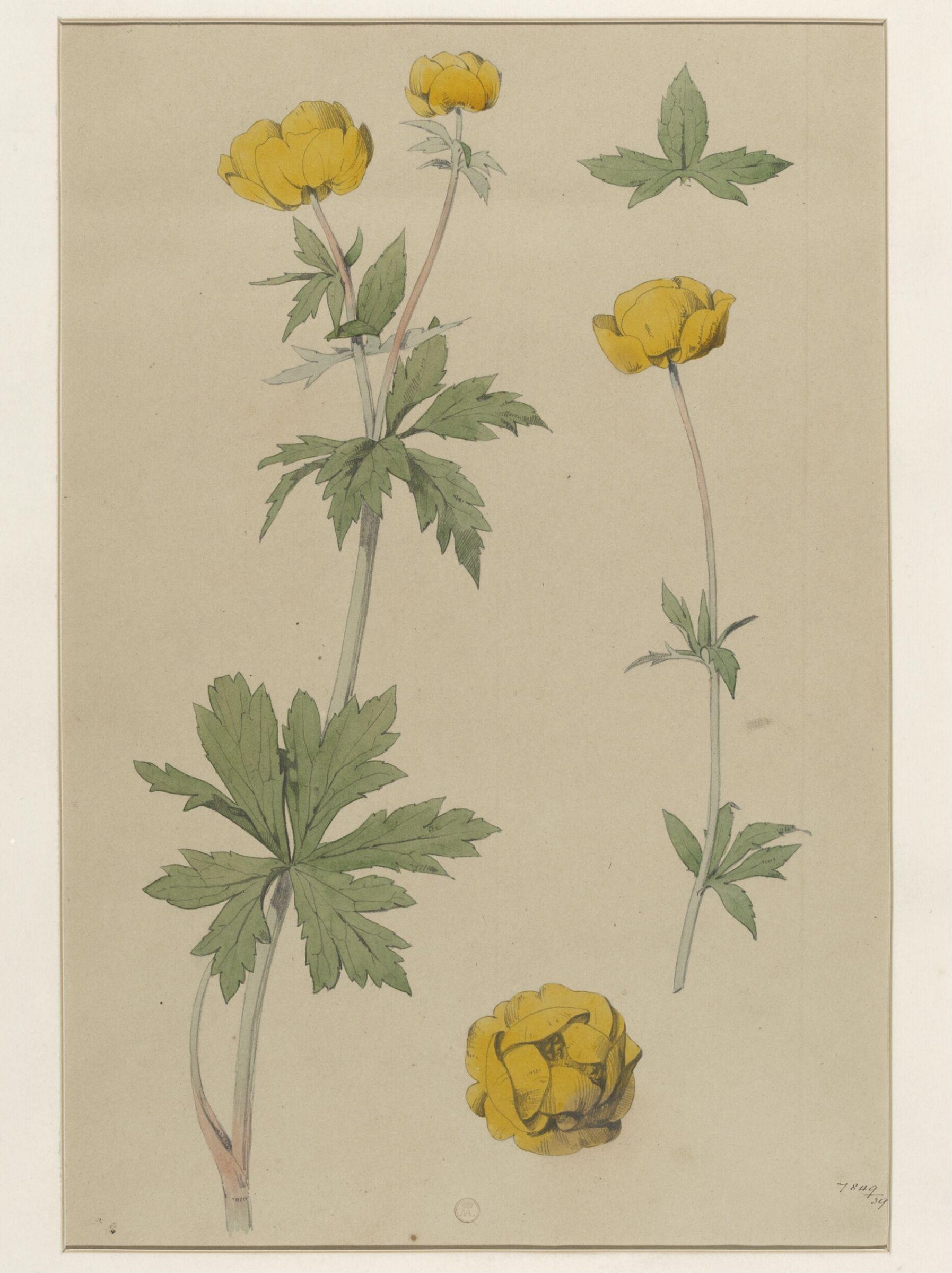 Plant Form, Frederick Edward Hulme, 1868