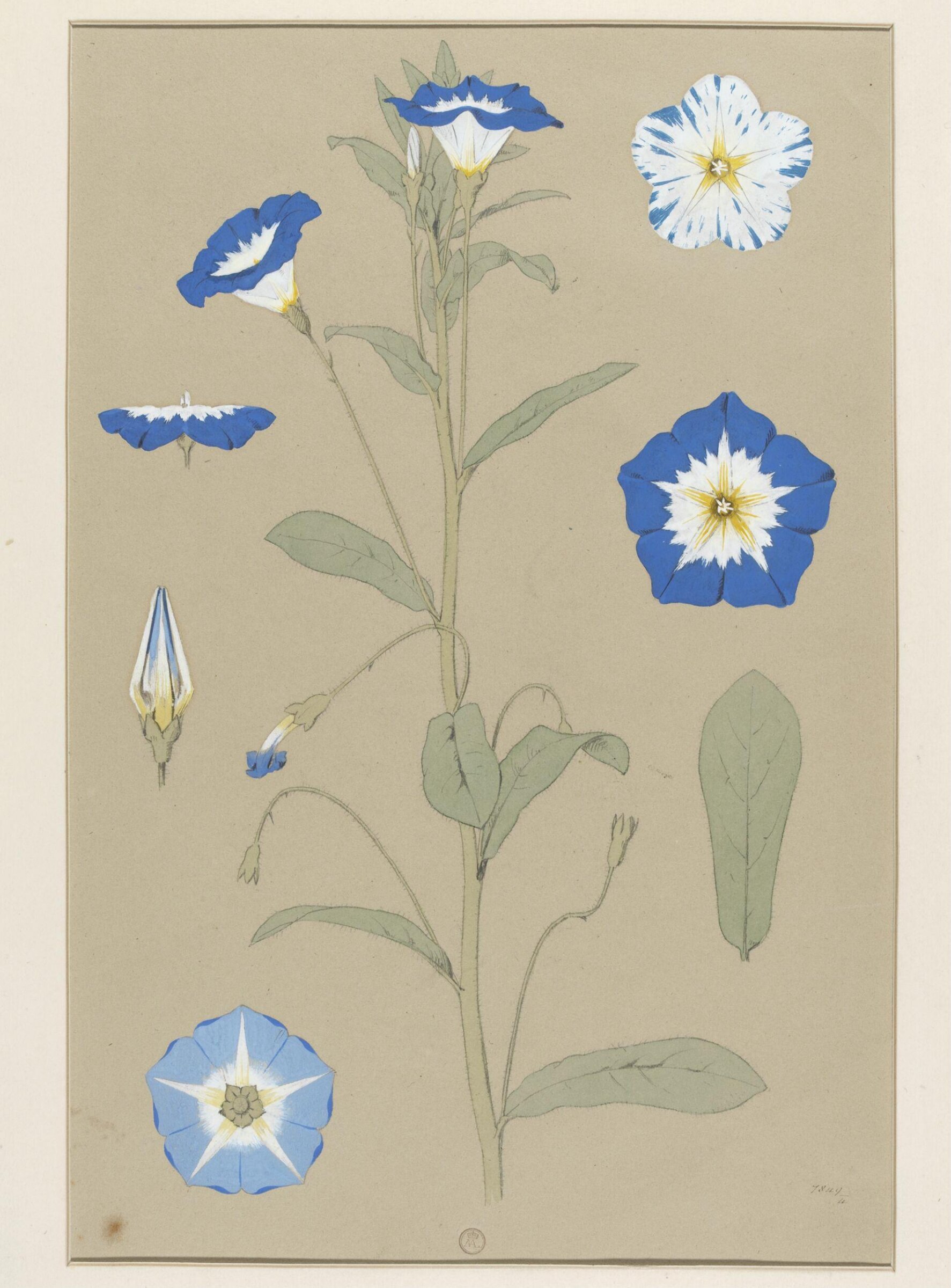 Plant Form, Frederick Edward Hulme, 1868