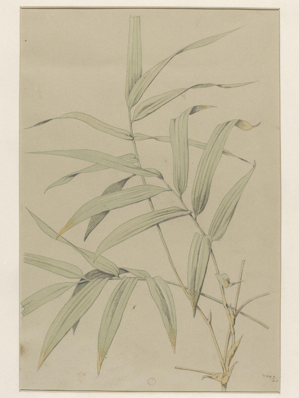 Plant Form, Frederick Edward Hulme, 1868