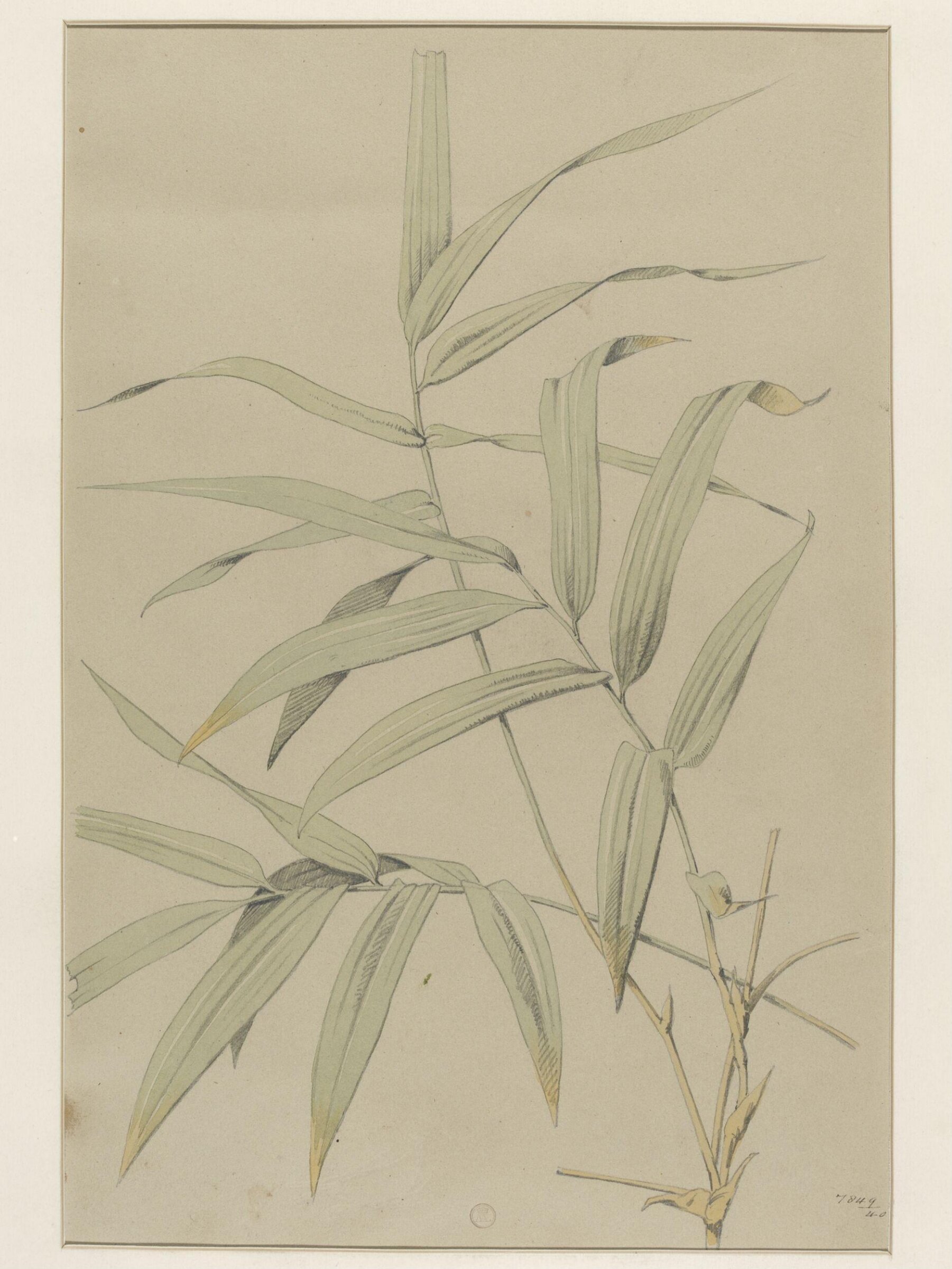 Plant Form, Frederick Edward Hulme, 1868
