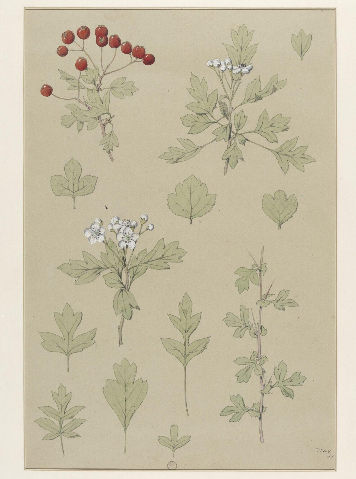 Plant Form, Frederick Edward Hulme, 1868