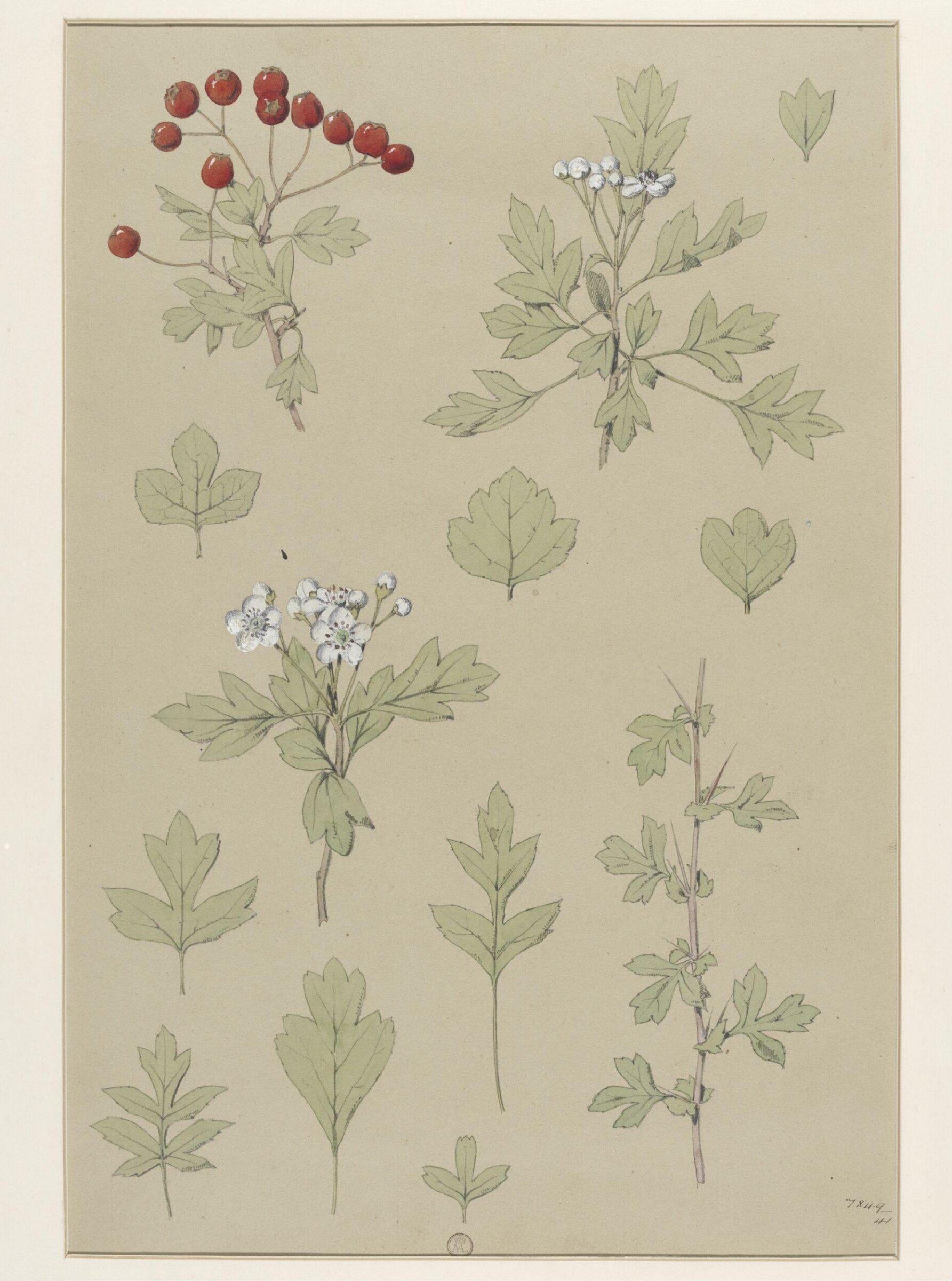 Plant Form, Frederick Edward Hulme, 1868