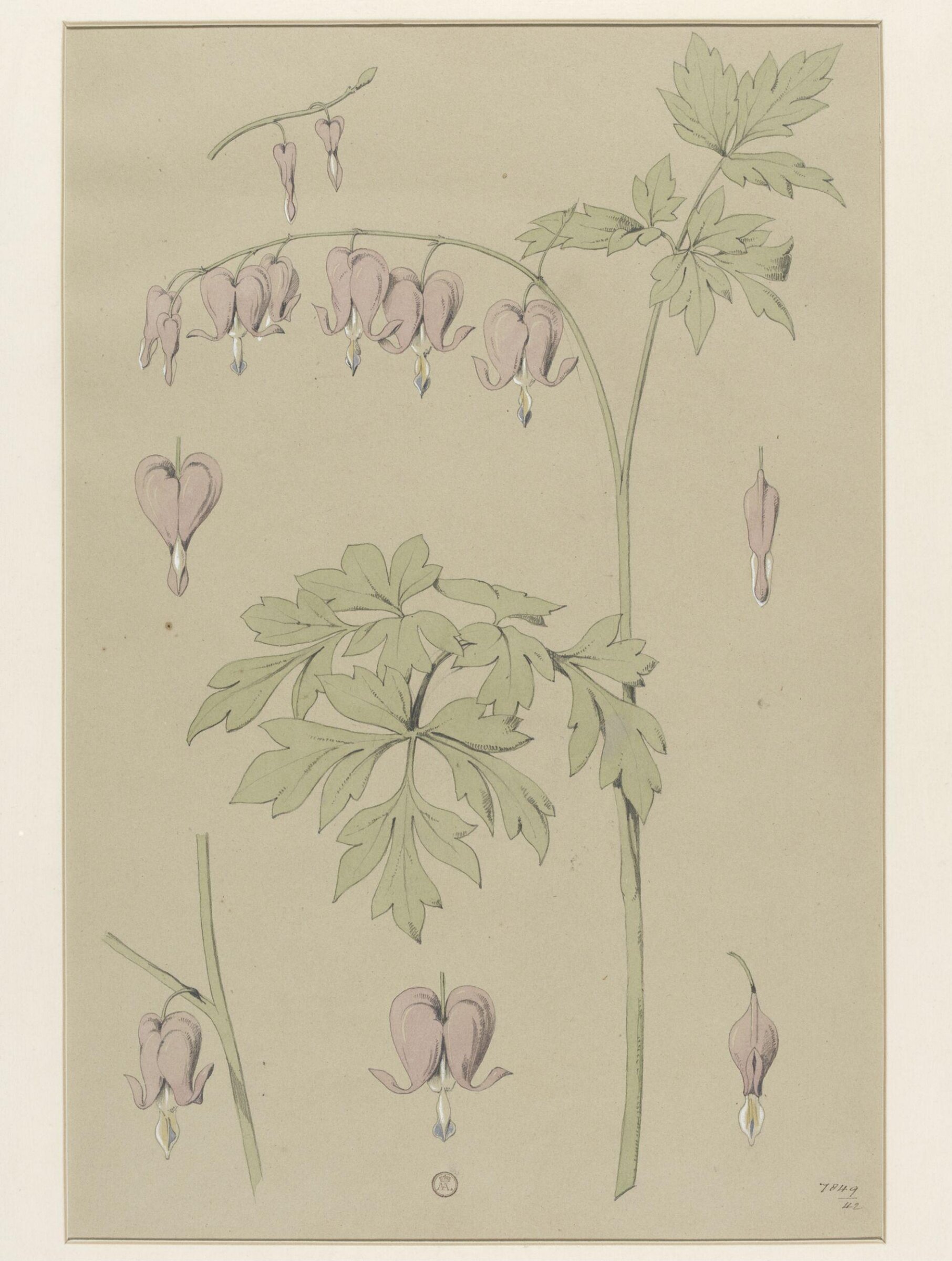 Plant Form, Frederick Edward Hulme, 1868
