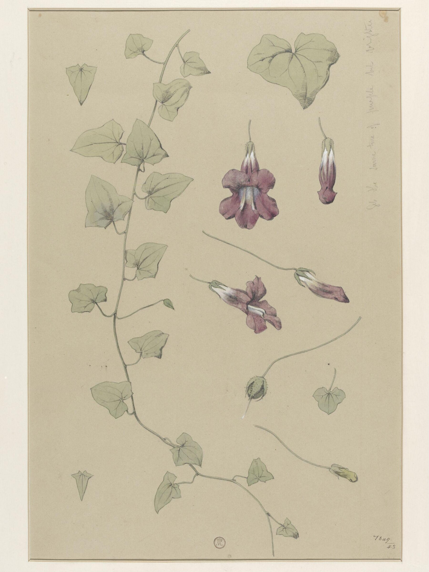 Plant Form, Frederick Edward Hulme, 1868