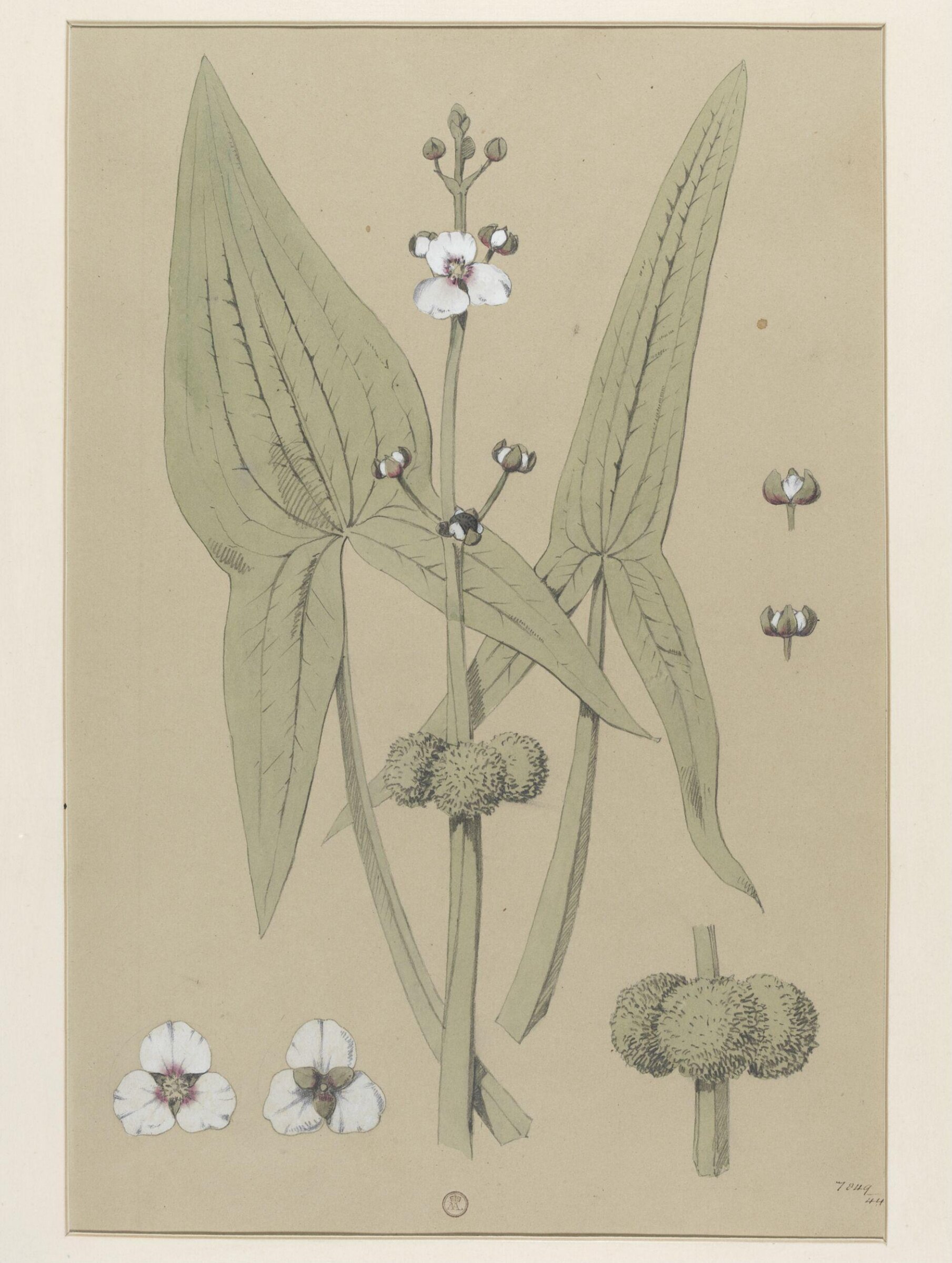 Plant Form, Frederick Edward Hulme, 1868