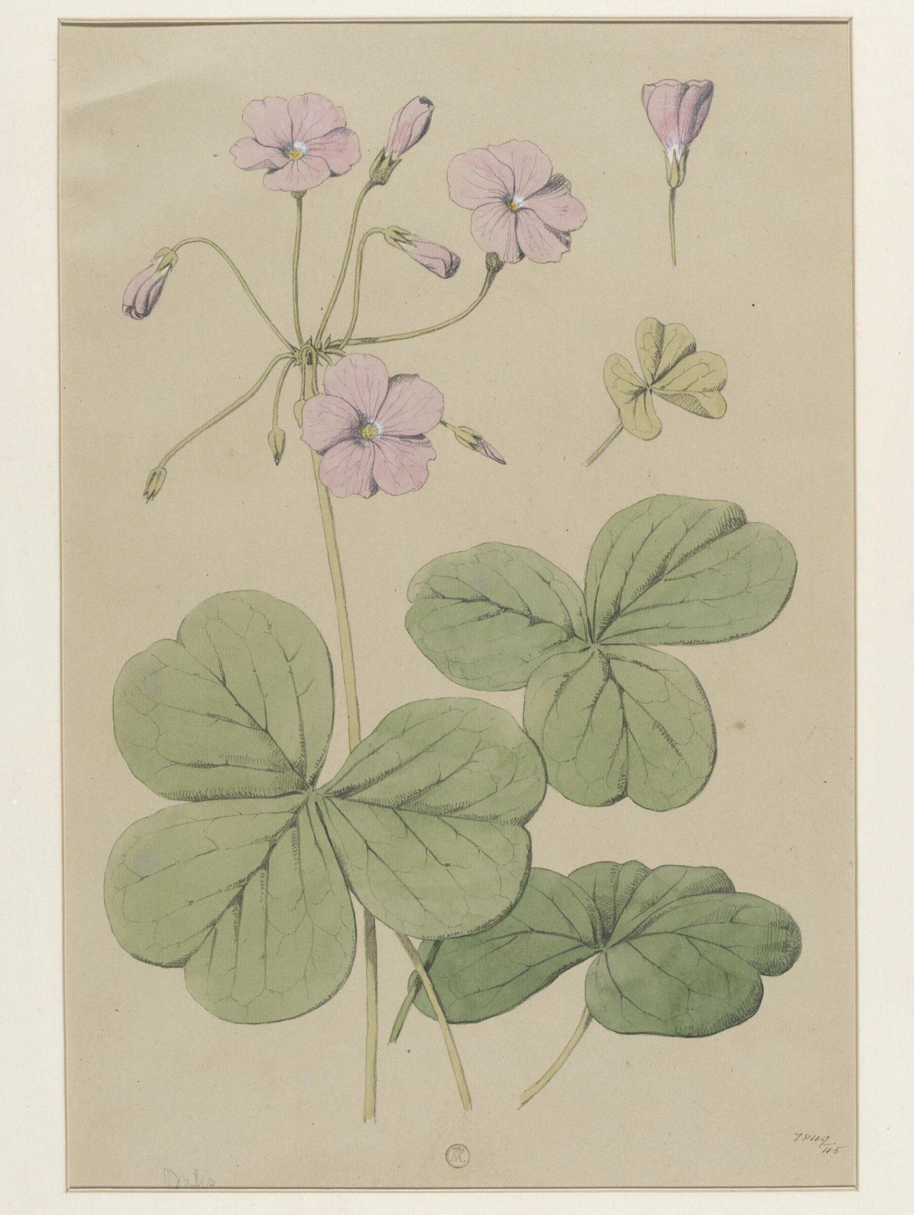 Plant Form, Frederick Edward Hulme, 1868