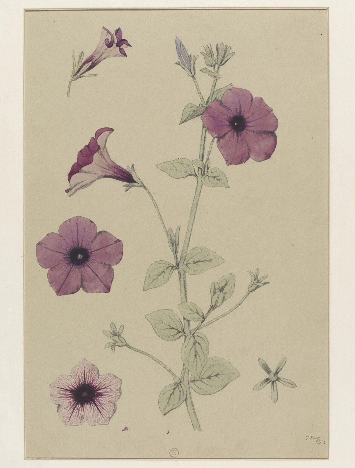 Plant Form, Frederick Edward Hulme, 1868