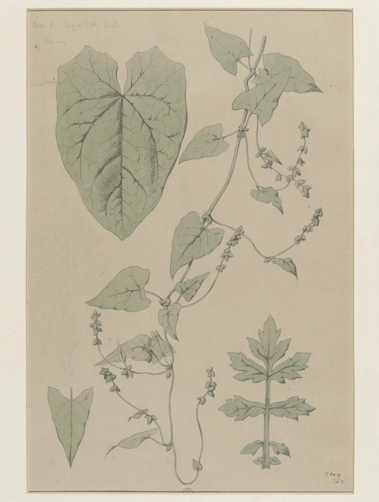 Plant Form, Frederick Edward Hulme, 1868