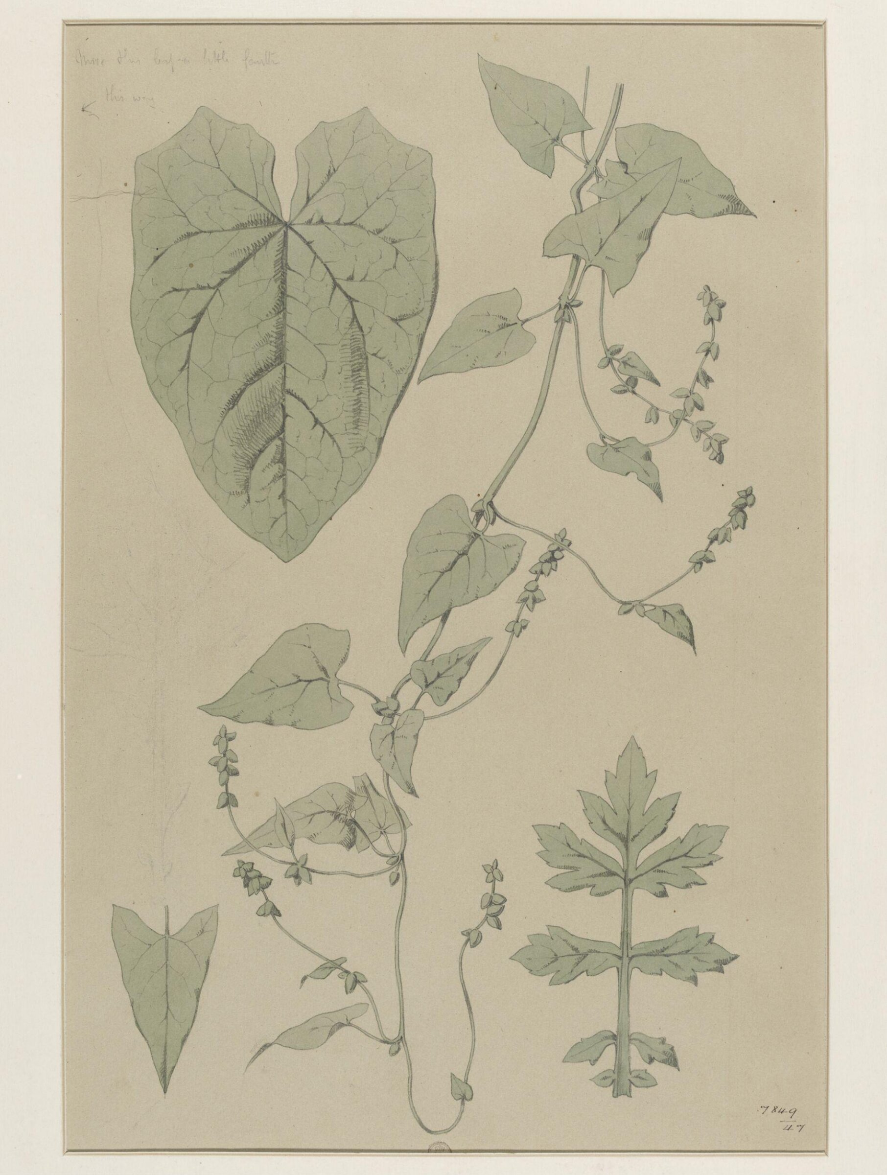 Plant Form, Frederick Edward Hulme, 1868