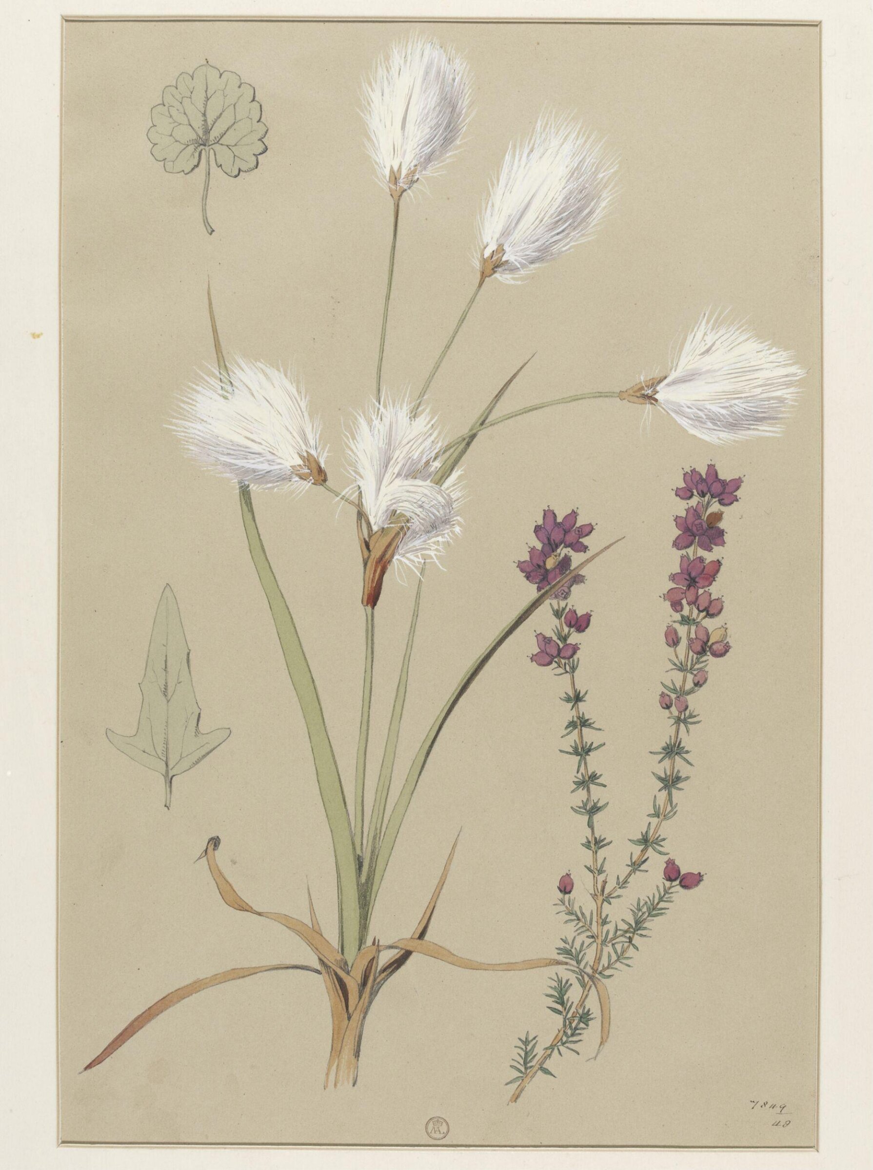 Plant Form, Frederick Edward Hulme, 1868