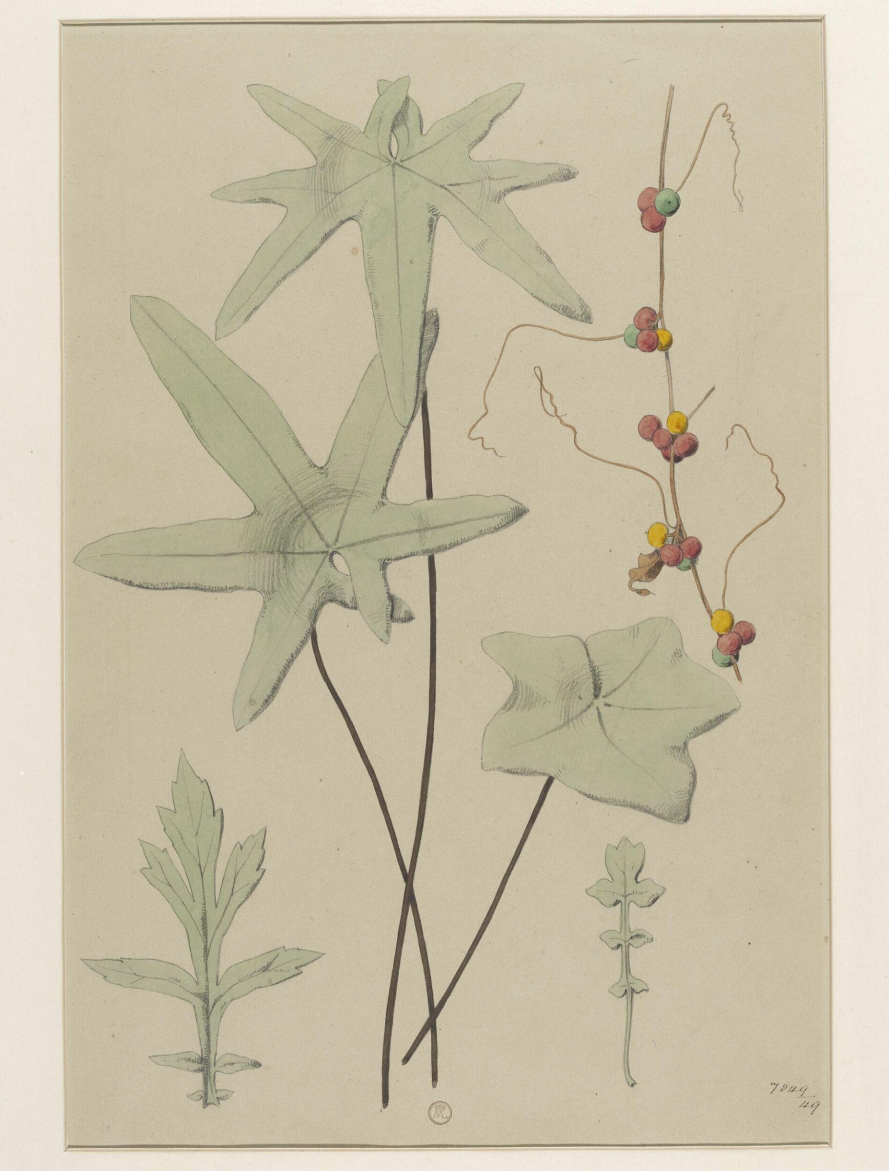 Plant Form, Frederick Edward Hulme, 1868