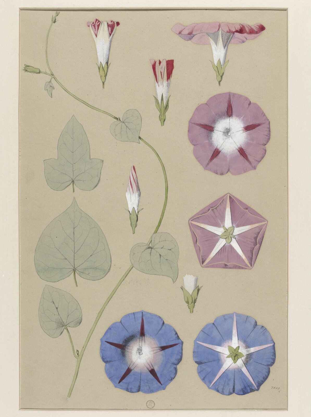 Plant Form, Frederick Edward Hulme, 1868
