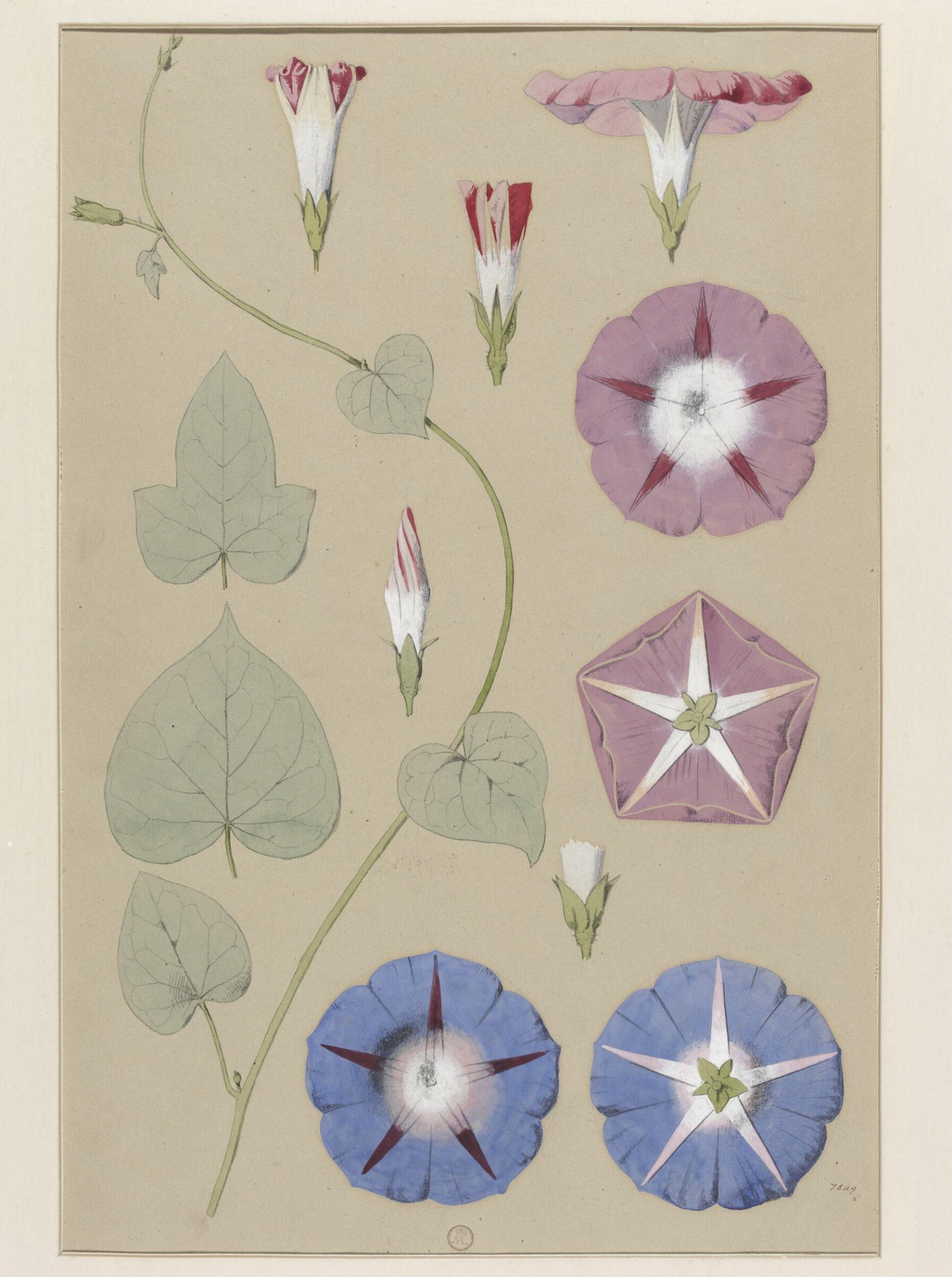 Plant Form, Frederick Edward Hulme, 1868