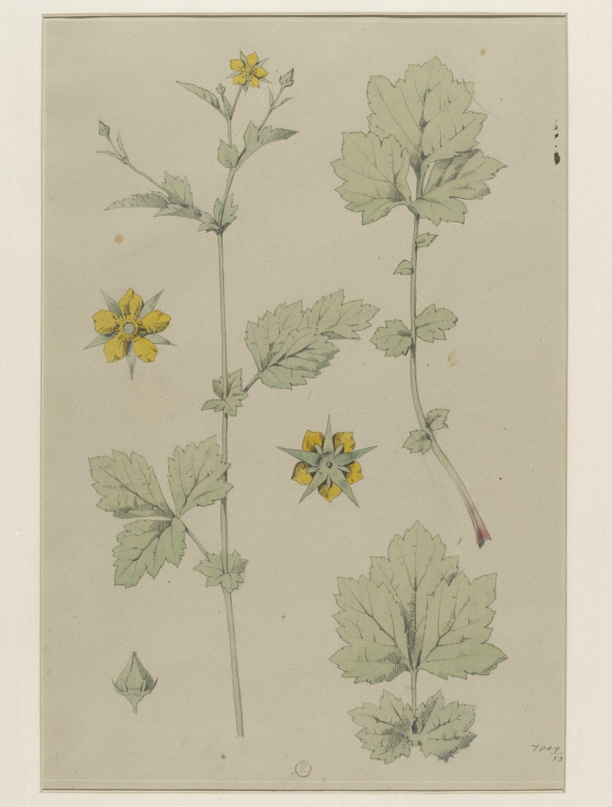Plant Form, Frederick Edward Hulme, 1868