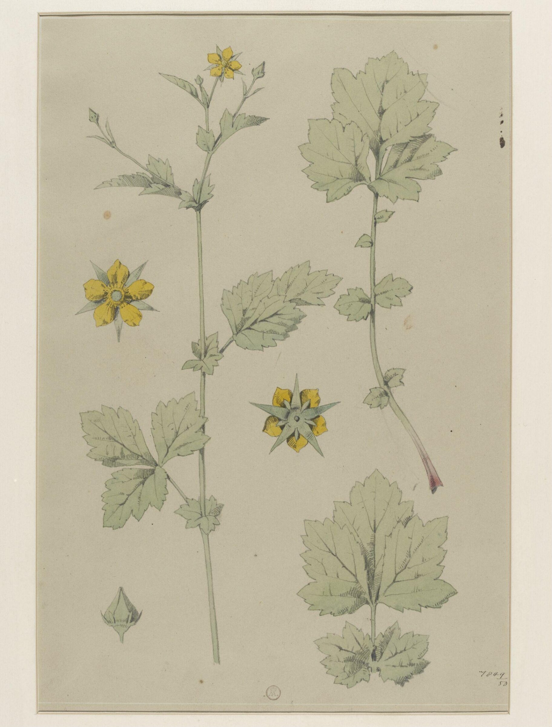 Plant Form, Frederick Edward Hulme, 1868