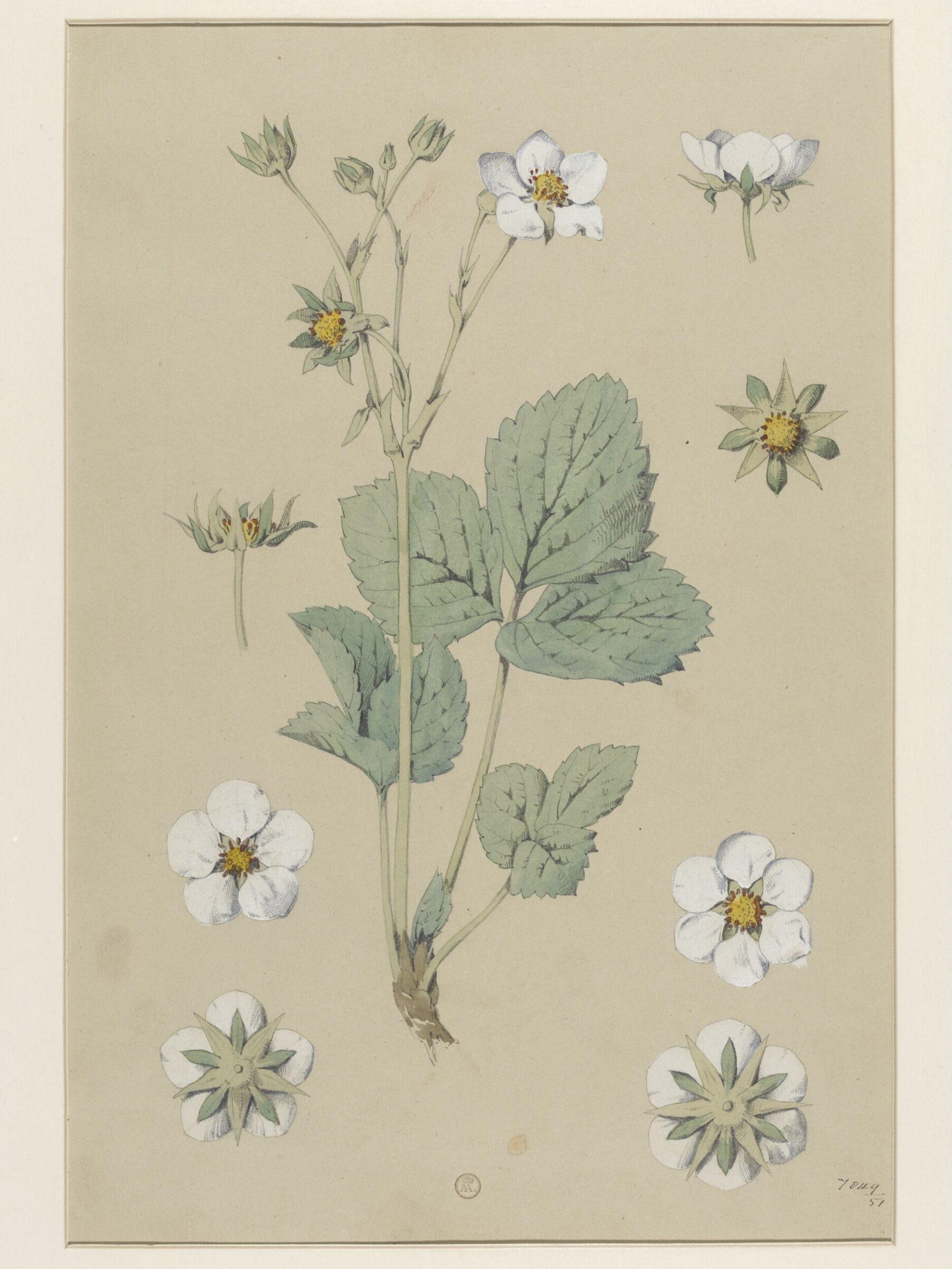 Plant Form, Frederick Edward Hulme, 1868