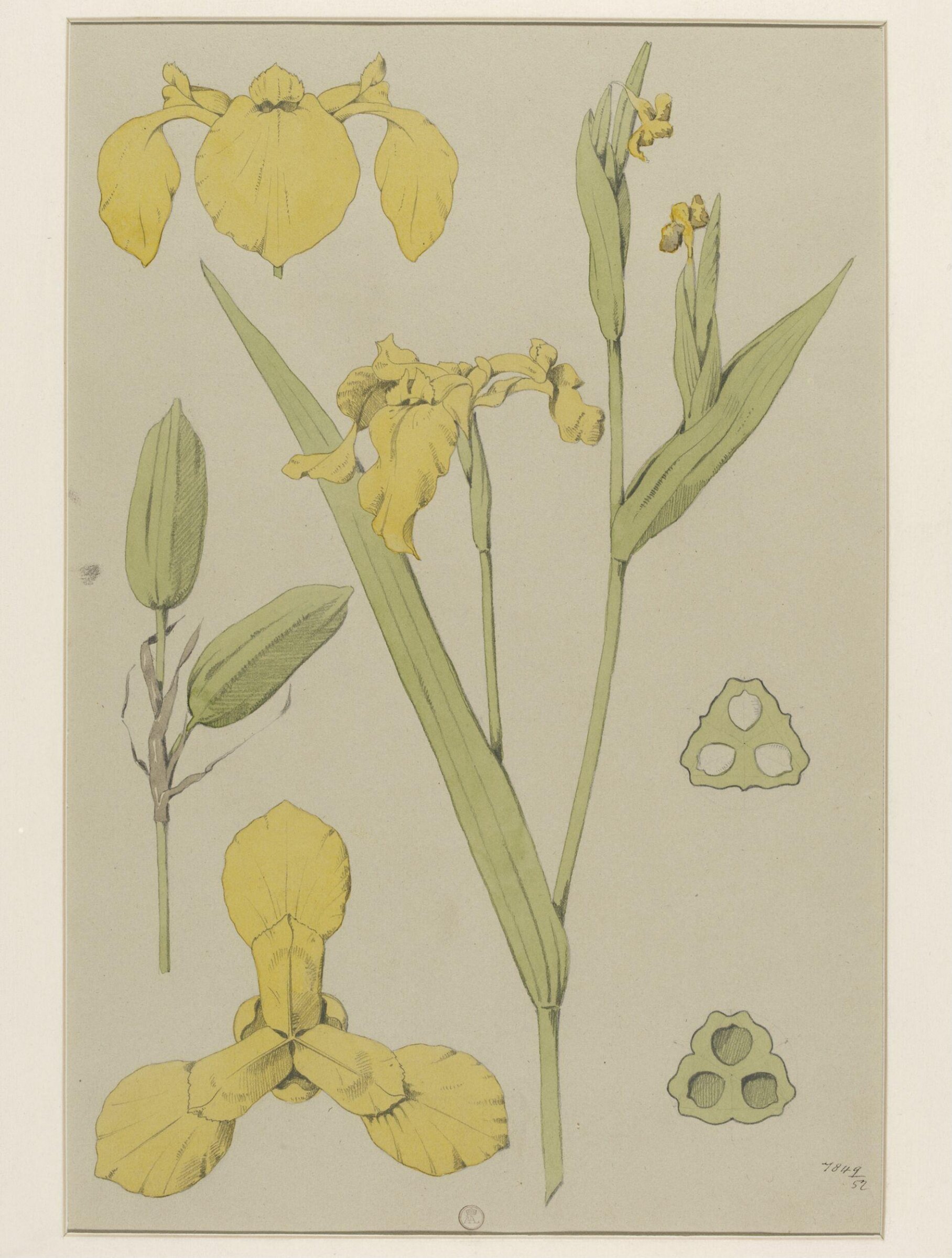Plant Form, Frederick Edward Hulme, 1868