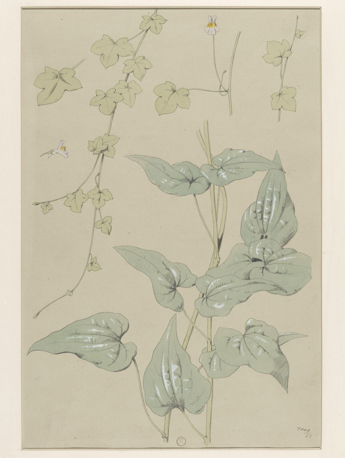 Plant Form, Frederick Edward Hulme, 1868