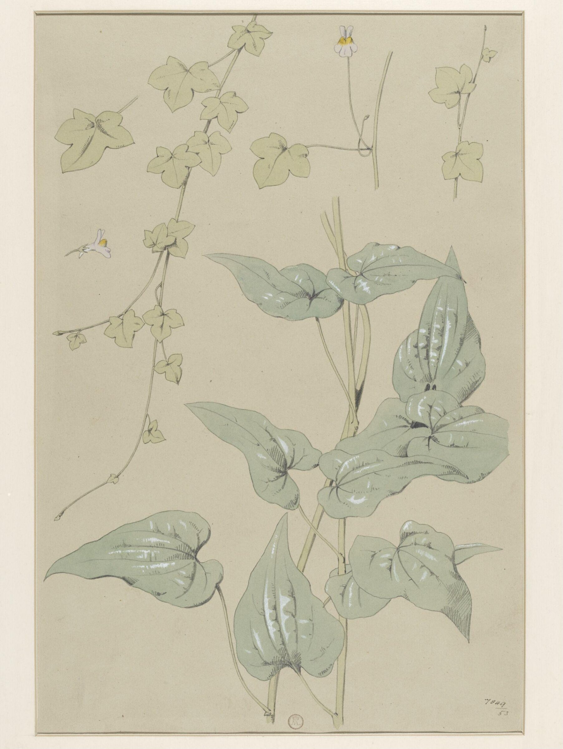 Plant Form, Frederick Edward Hulme, 1868