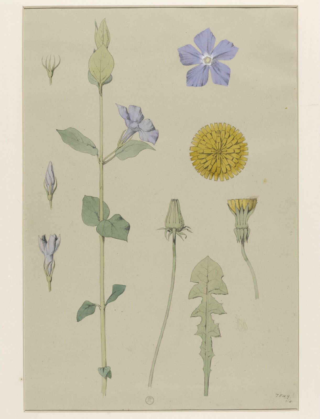 Plant Form, Frederick Edward Hulme, 1868