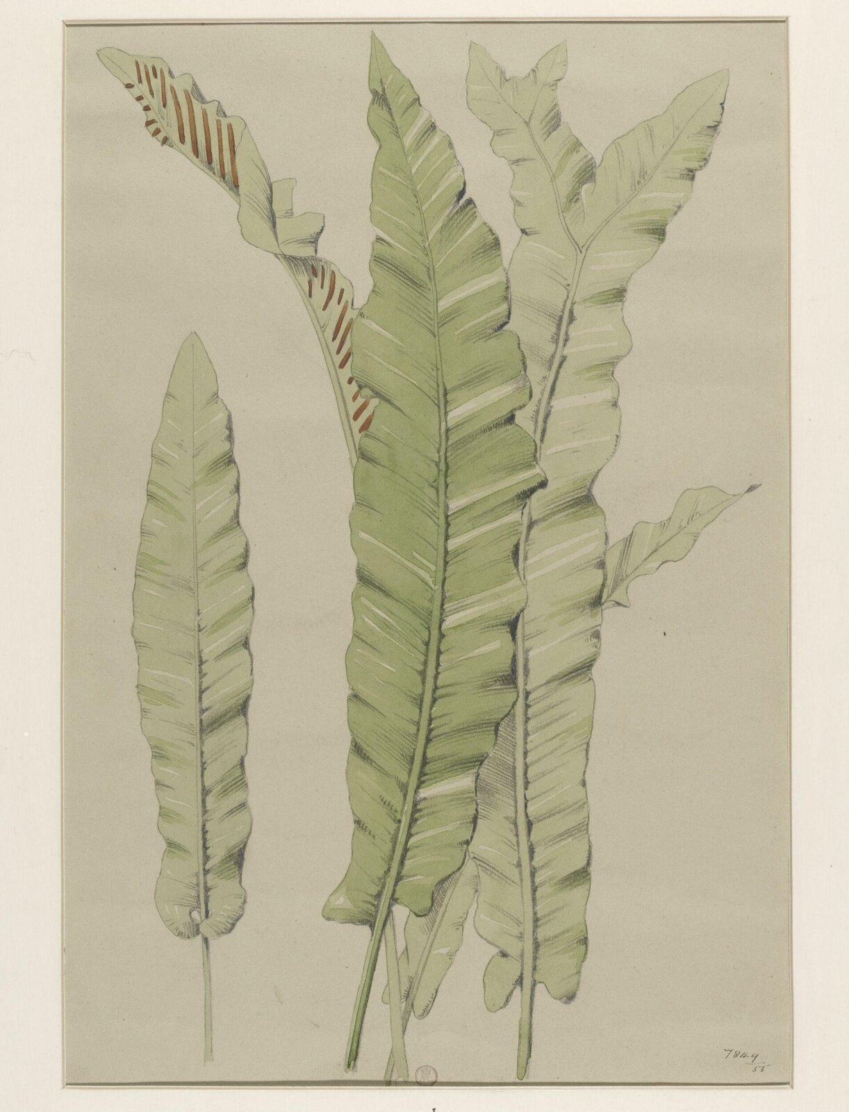 Plant Form, Frederick Edward Hulme, 1868