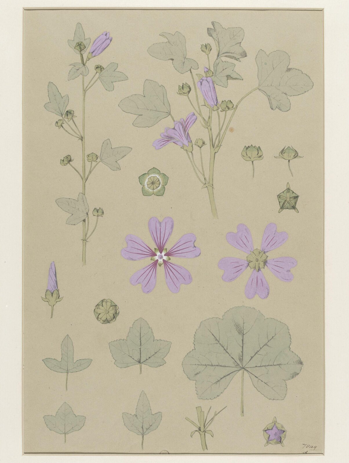 Plant Form, Frederick Edward Hulme, 1868