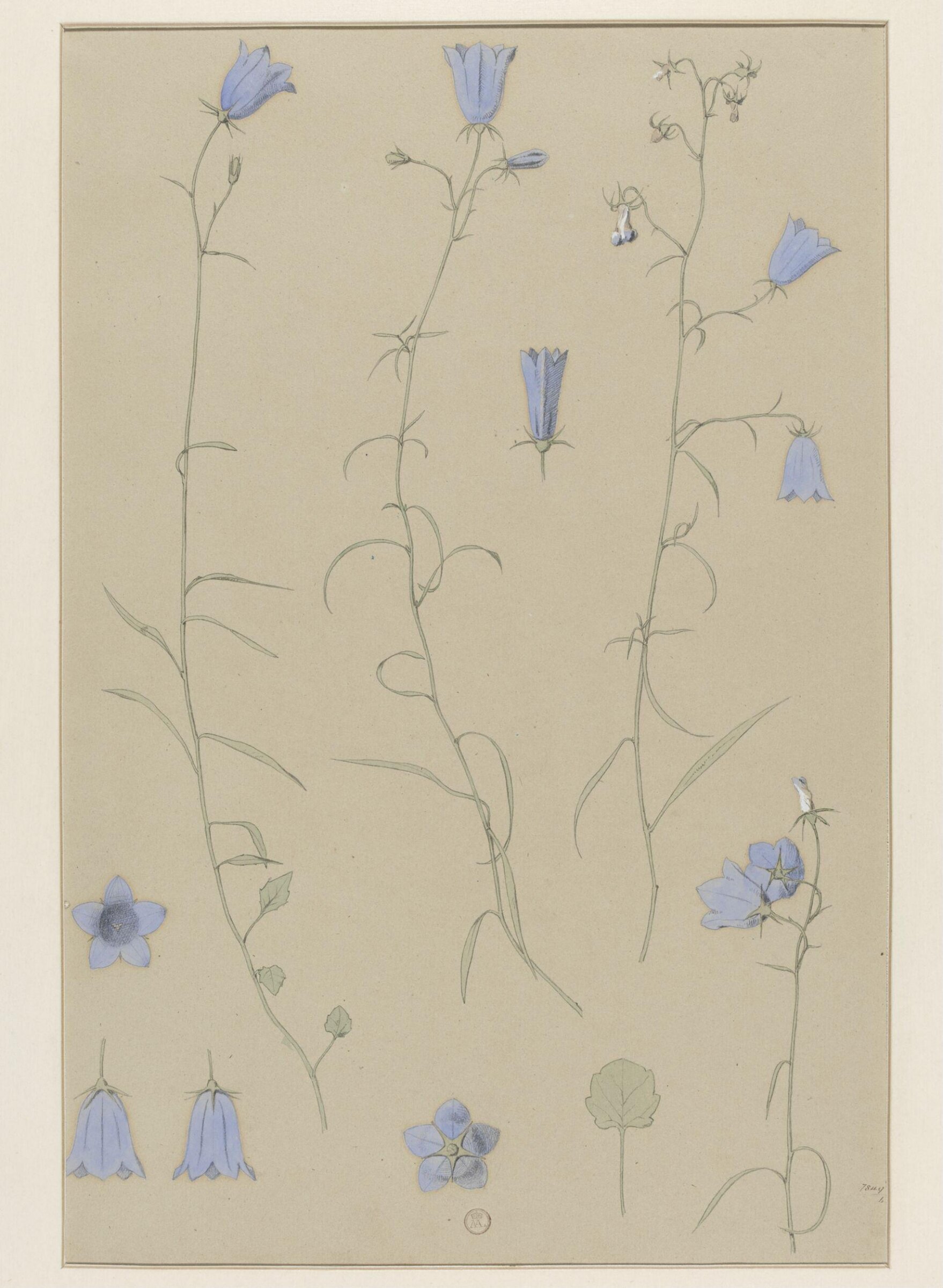 Plant Form, Frederick Edward Hulme, 1868