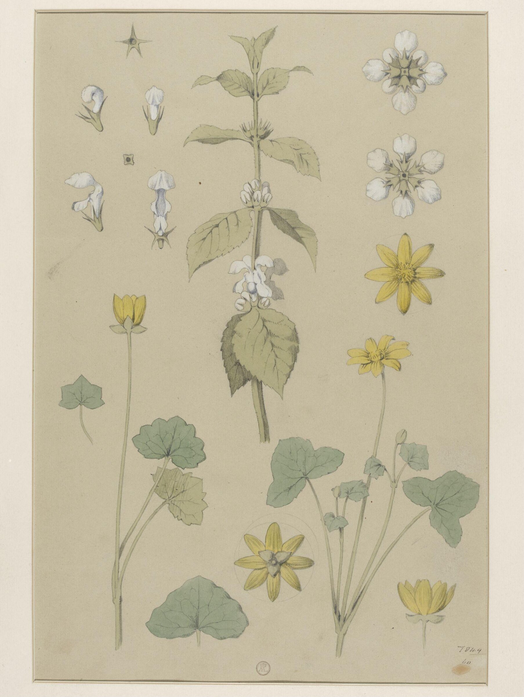 Plant Form, Frederick Edward Hulme, 1868