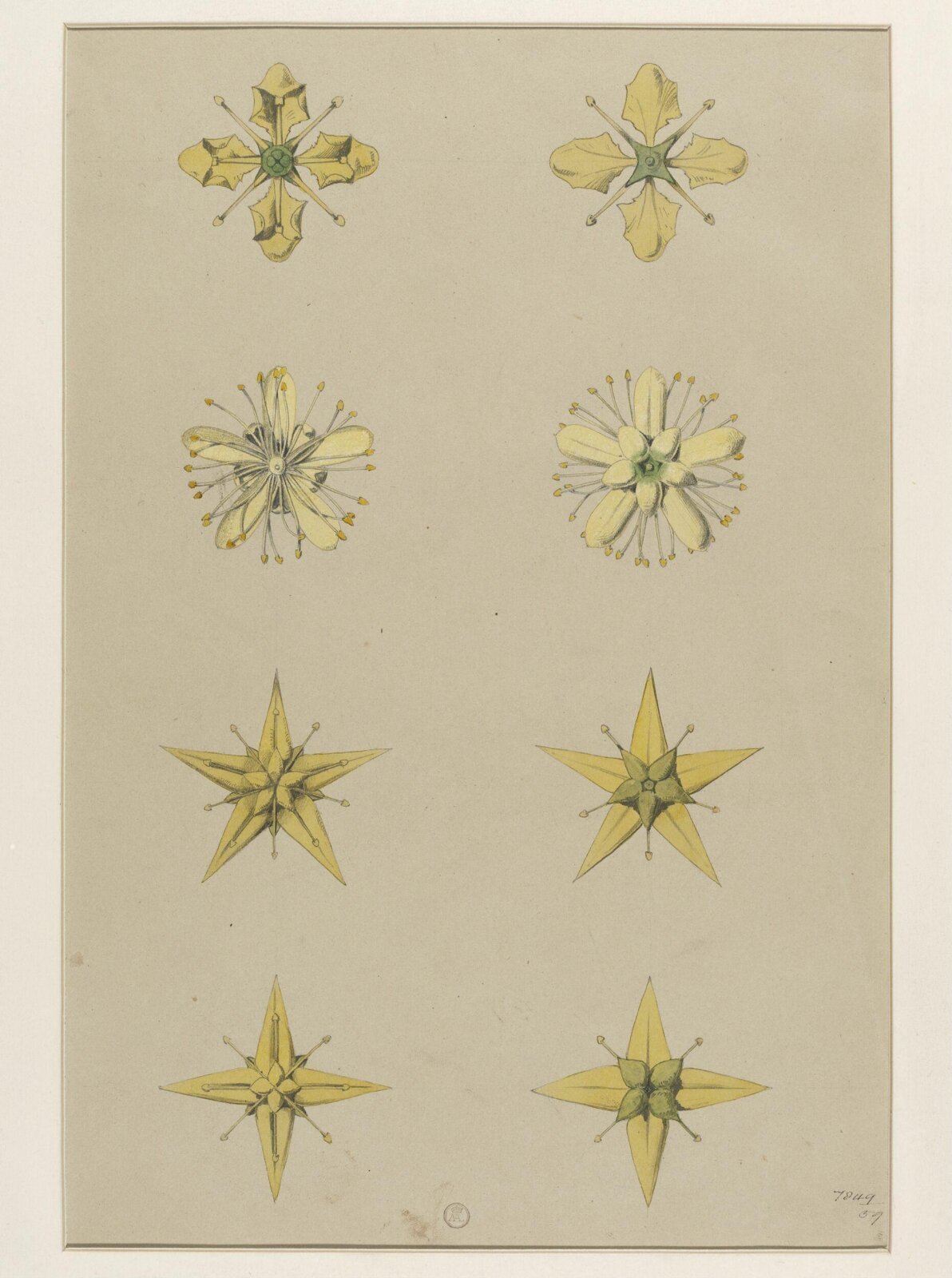 Plant Form, Frederick Edward Hulme, 1868