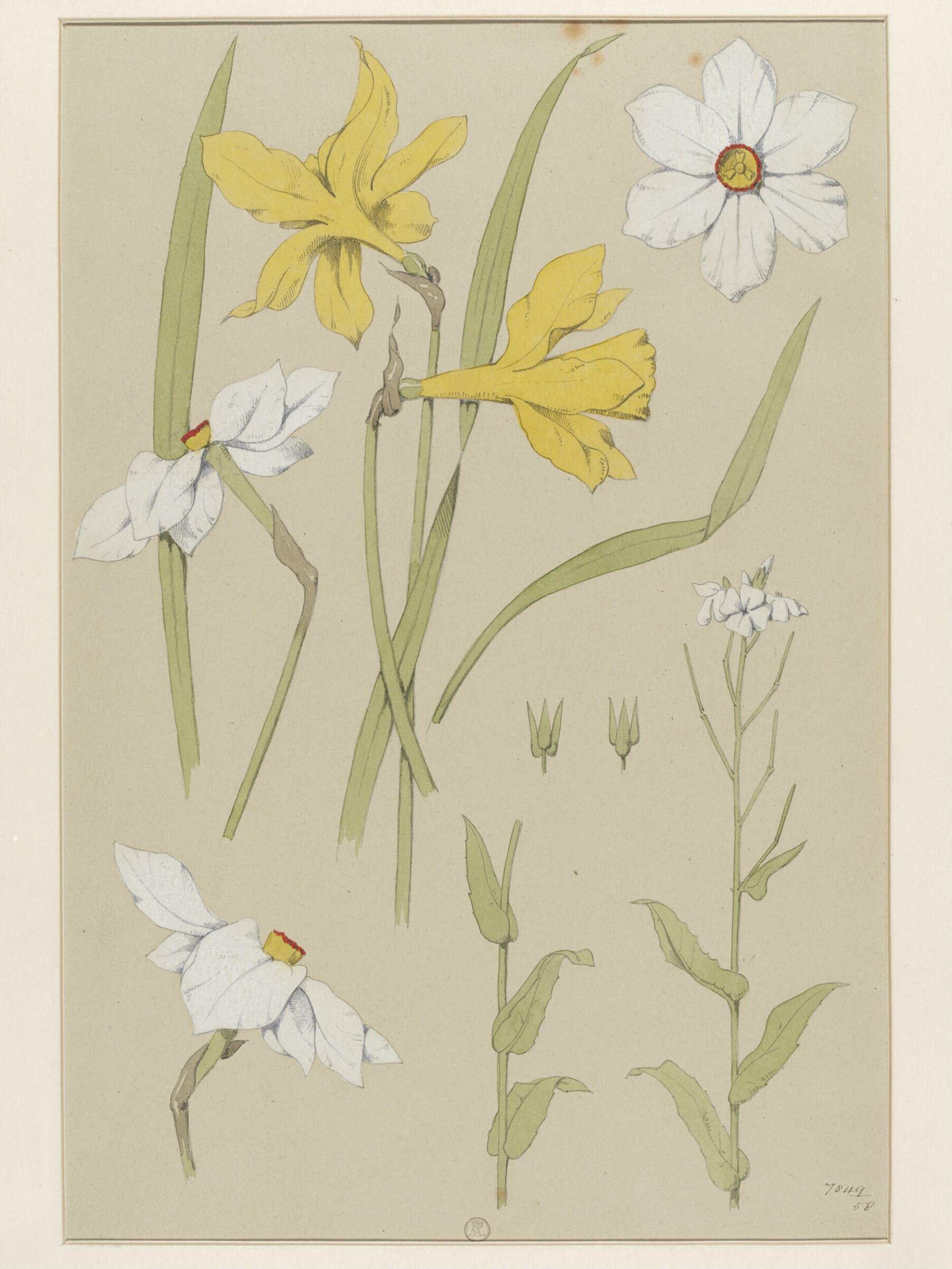 Plant Form, Frederick Edward Hulme, 1868