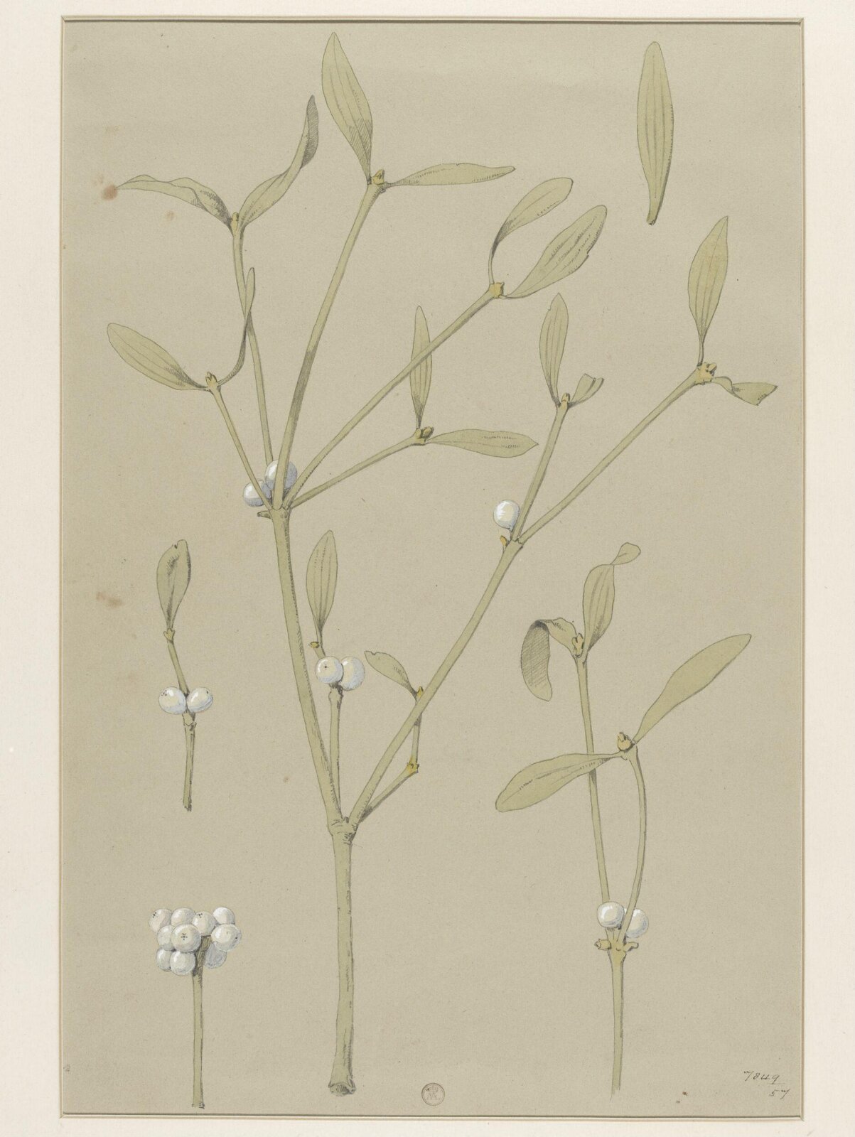 Plant Form, Frederick Edward Hulme, 1868
