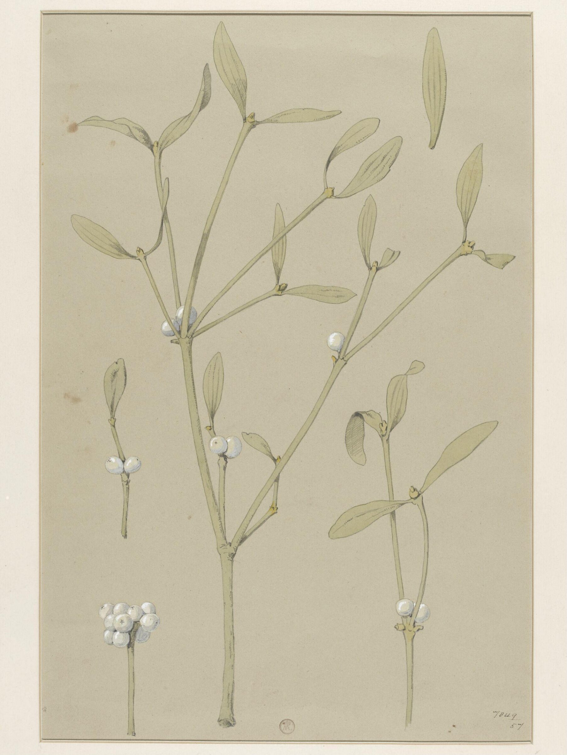 Plant Form, Frederick Edward Hulme, 1868