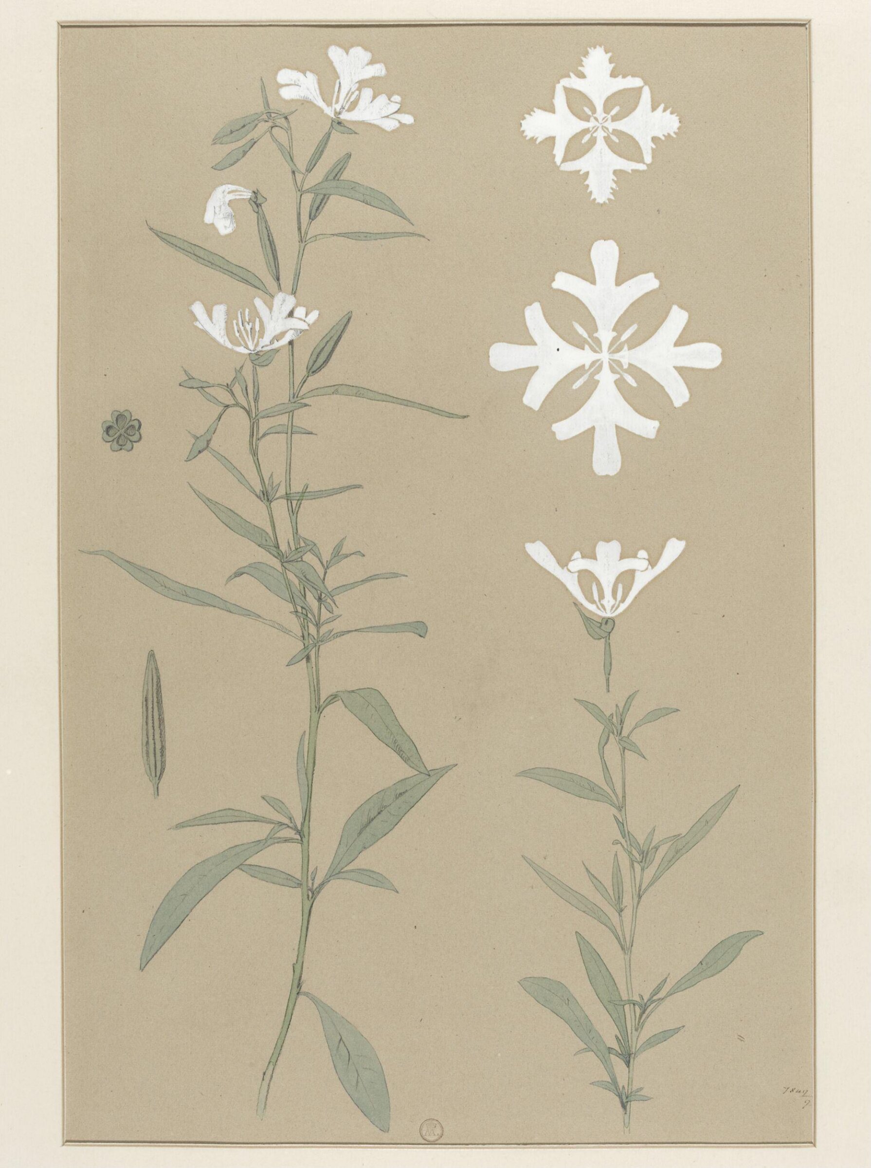 Plant Form, Frederick Edward Hulme, 1868