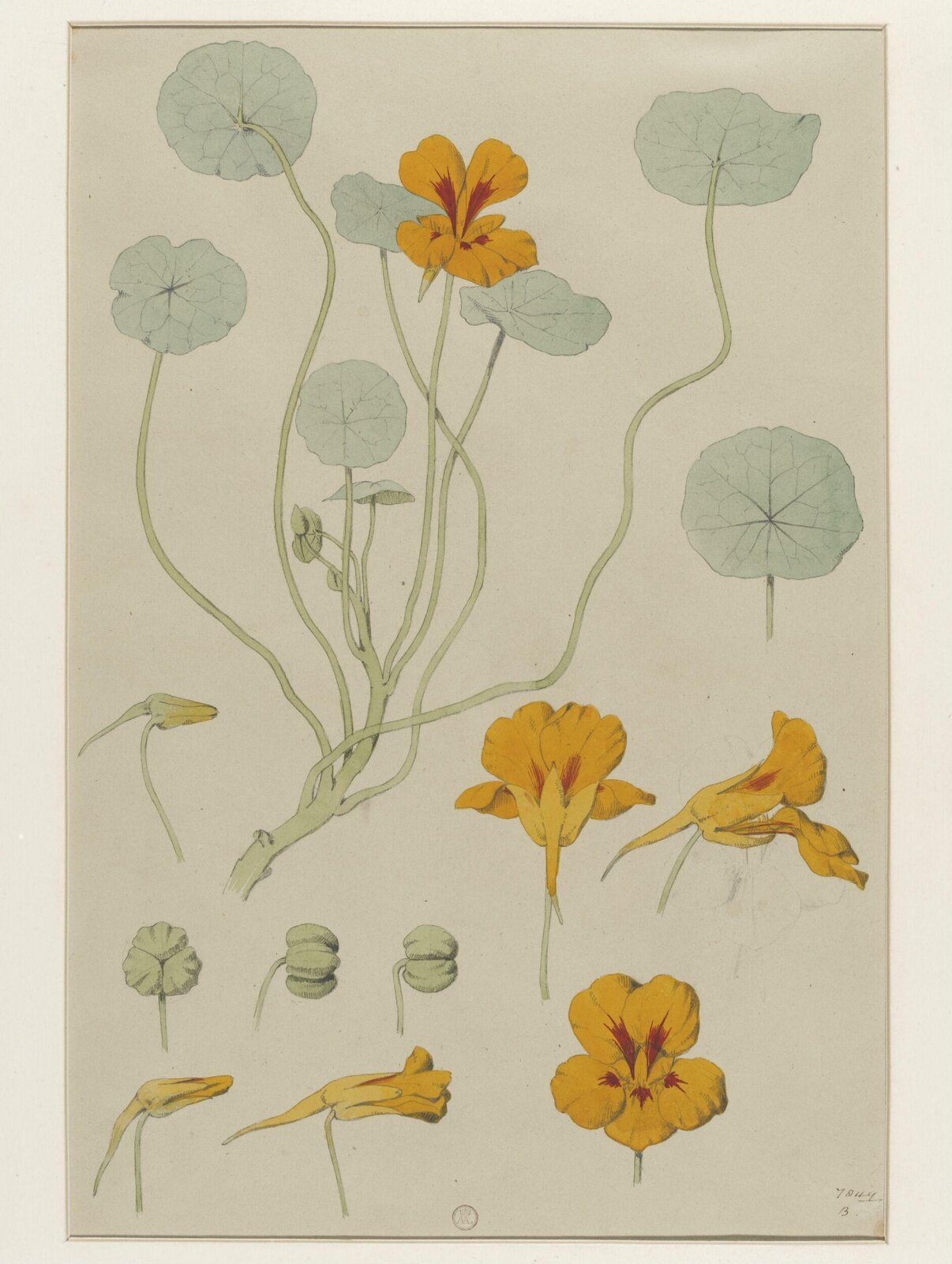 Plant Form, Frederick Edward Hulme, 1868