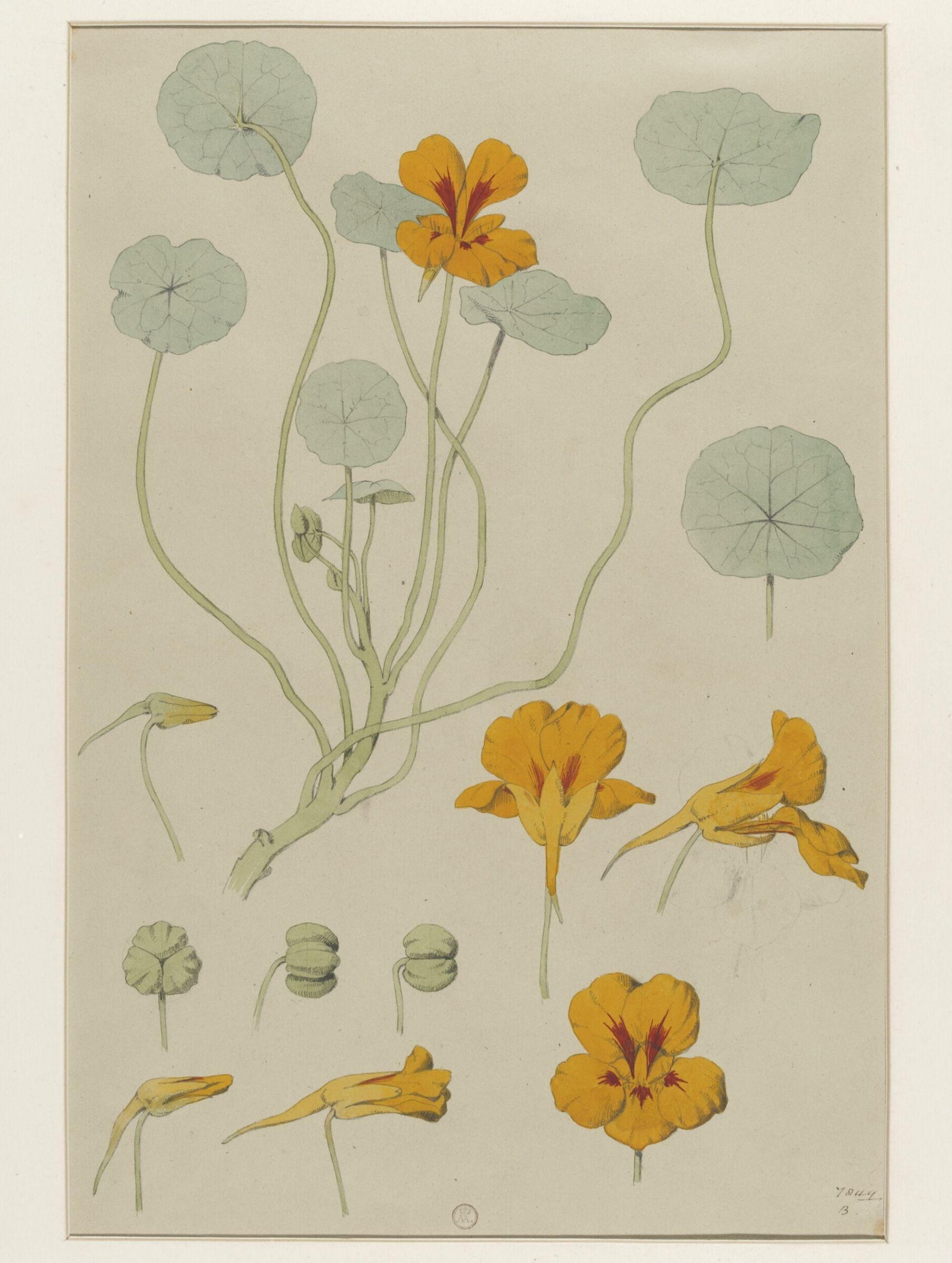 Plant Form, Frederick Edward Hulme, 1868